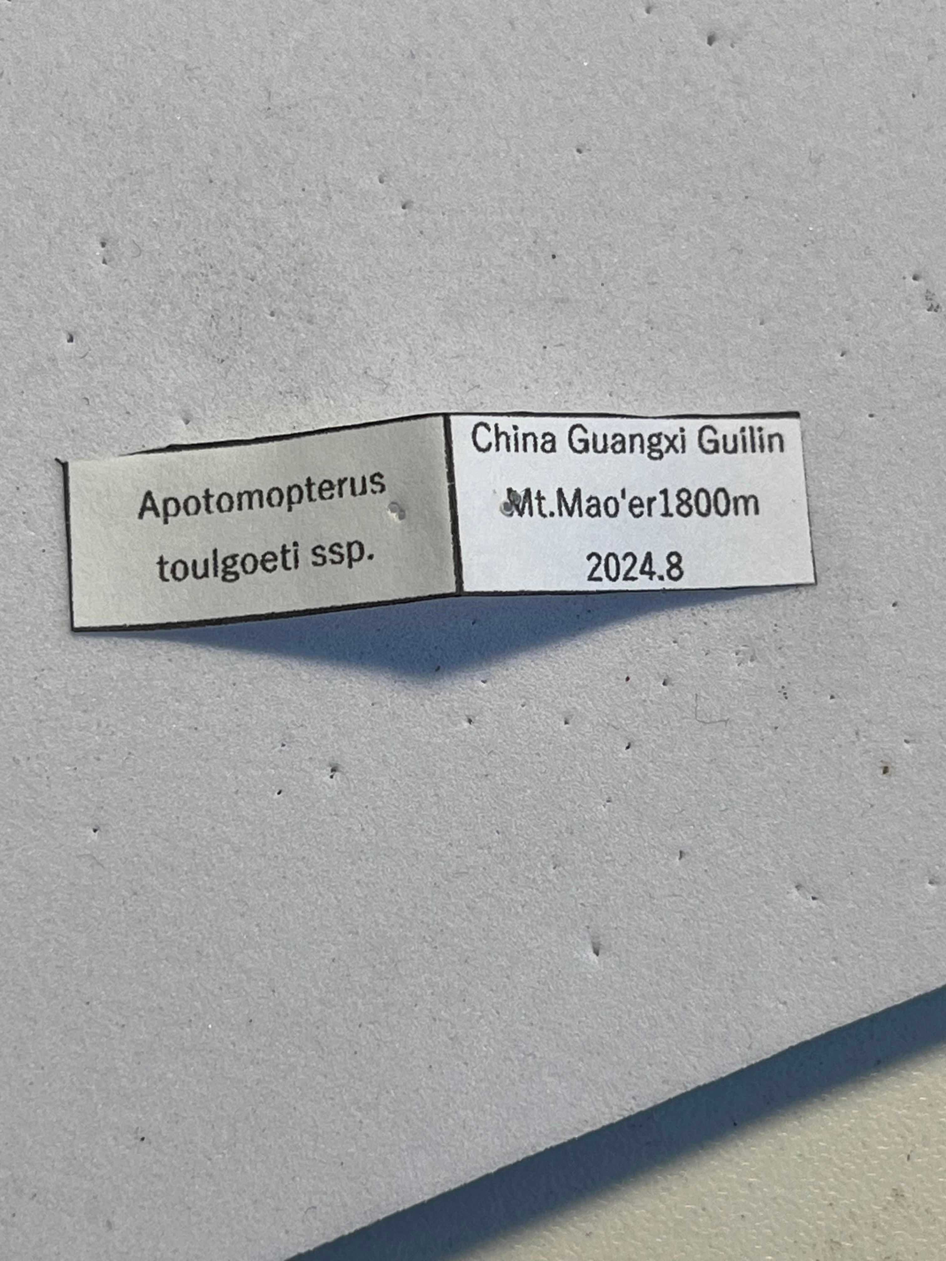 中国保護種】トルゴエトゲオサムシ 標本 チレンシスオサムシ