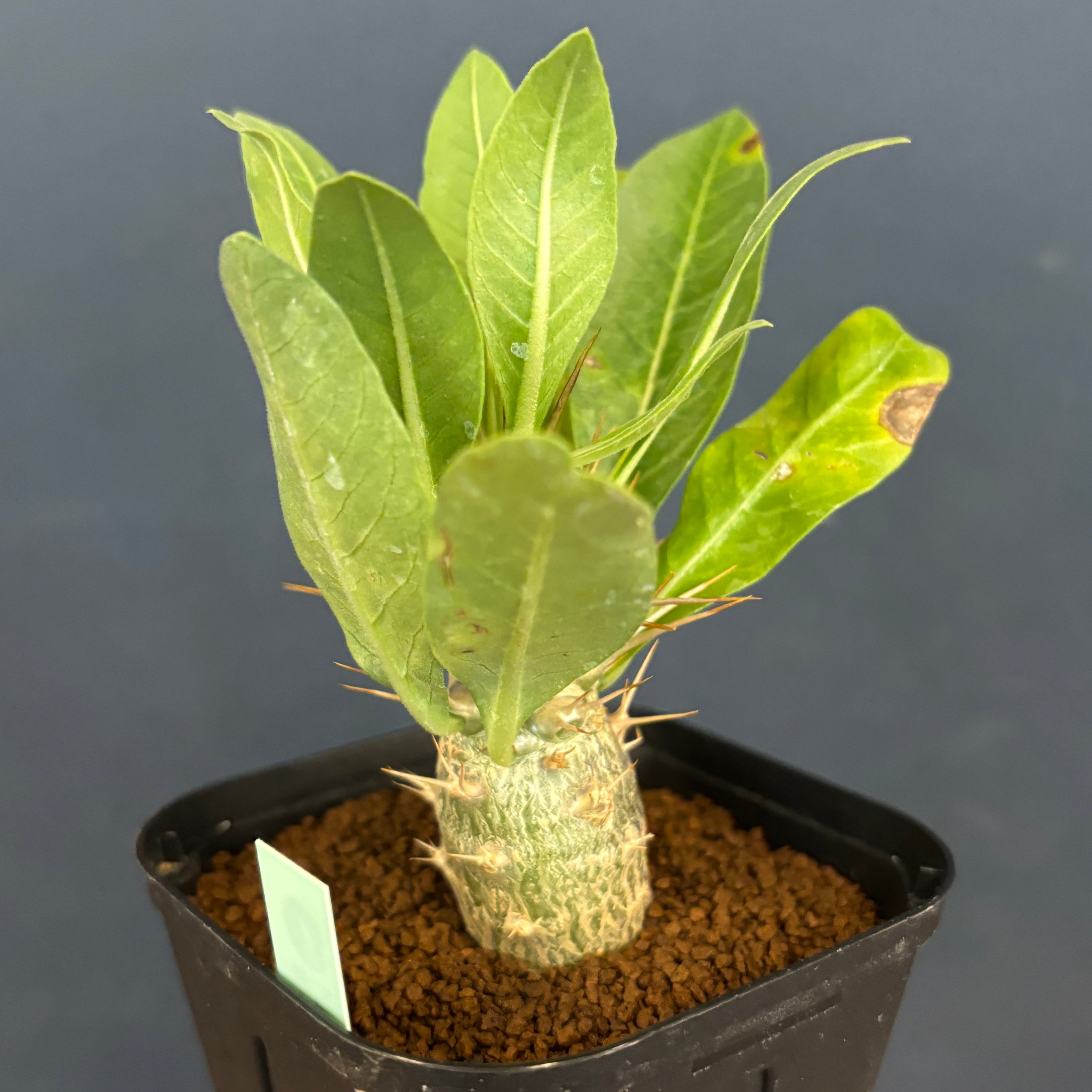 パキポディウム レアリー【1038】 | PROTOLEAF プロトリーフ