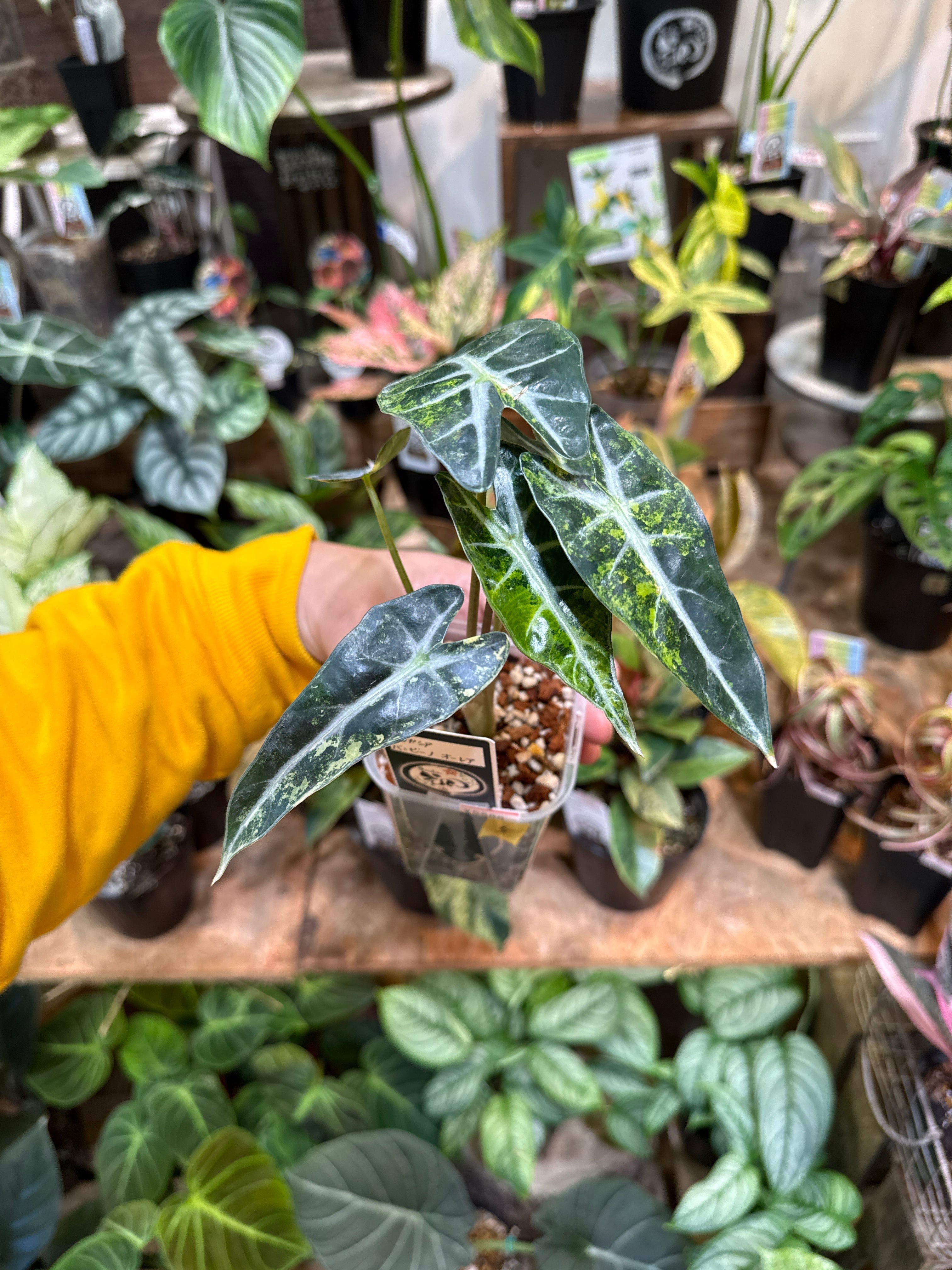 希少人気♡チランジア♡カピタータ サングロー ヴァリエガータ バリエ 斑入り ⑤アロカシア バンビーノ オーレアバリエガータ | Gardenえん 【観葉