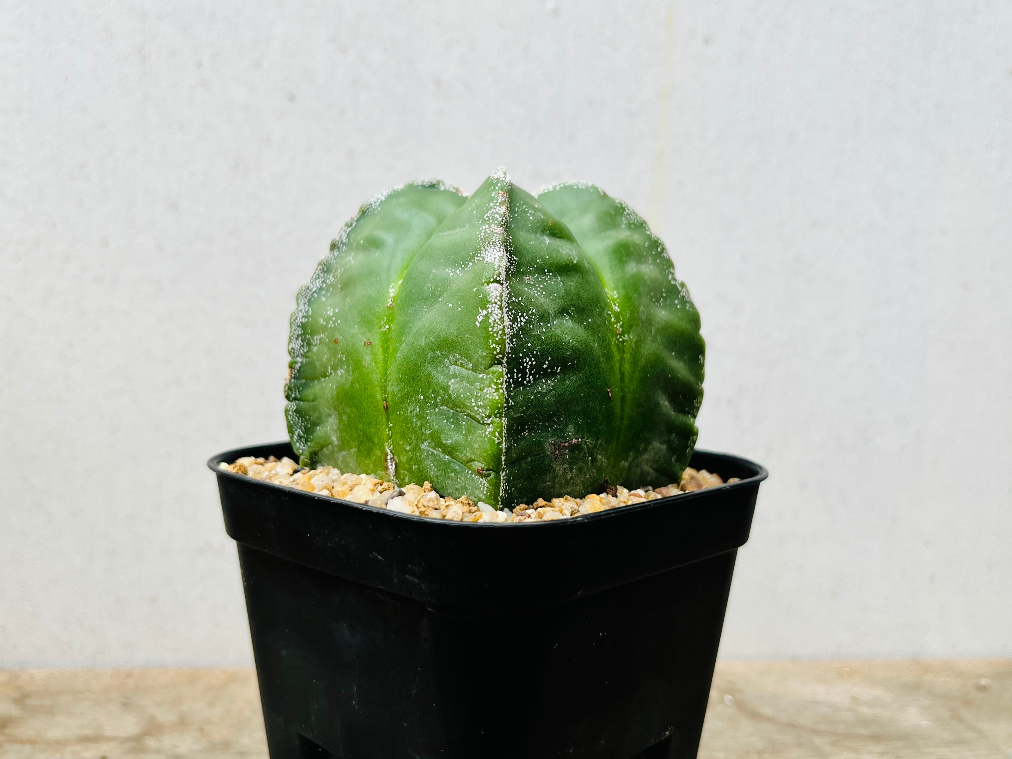 Astrophytum myriostigma　アストロフィツム　四角ヘキラン　ランポー玉　四角碧瑠璃鸞鳳玉　サボテン | plants MARU ー  多肉植物・サボテン・園芸グッズのお店 ー powered by BASE