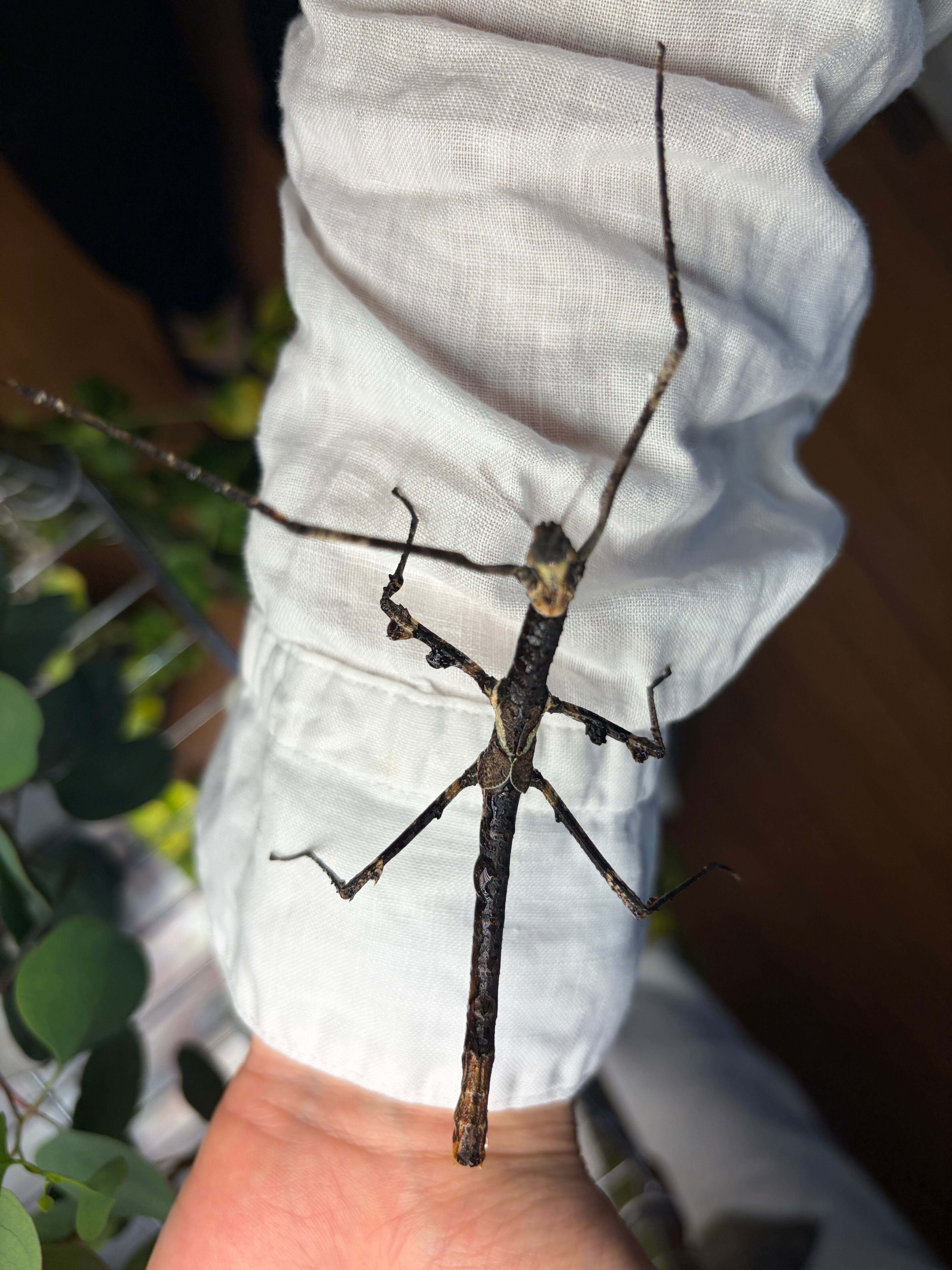 1匹】ハグロトビナナフシ タランチュラコノハムシカマキリマンティス