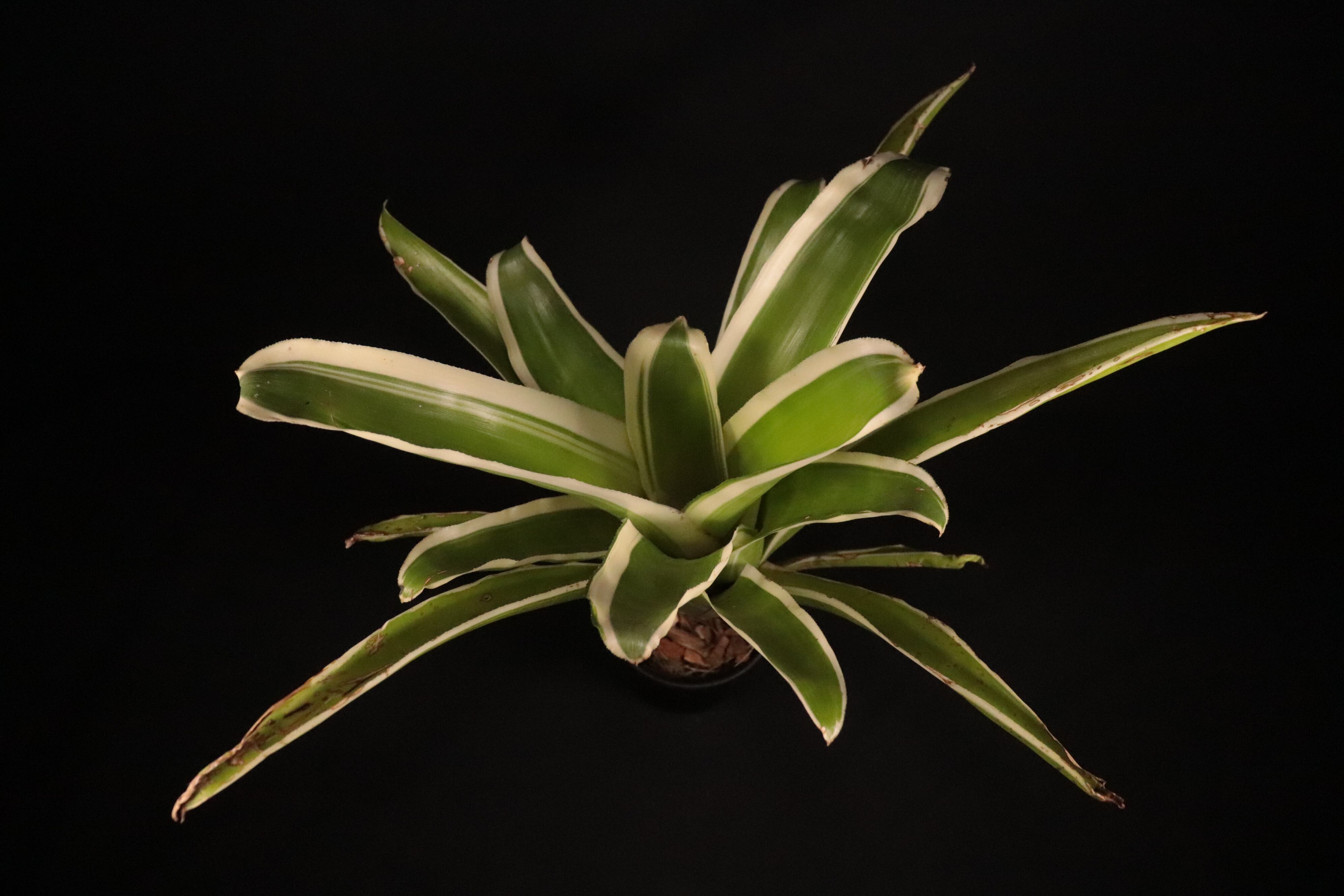 送料無料】Billbergia pyramidalis 'Kyoto'〔ビルベルギア〕現品発送