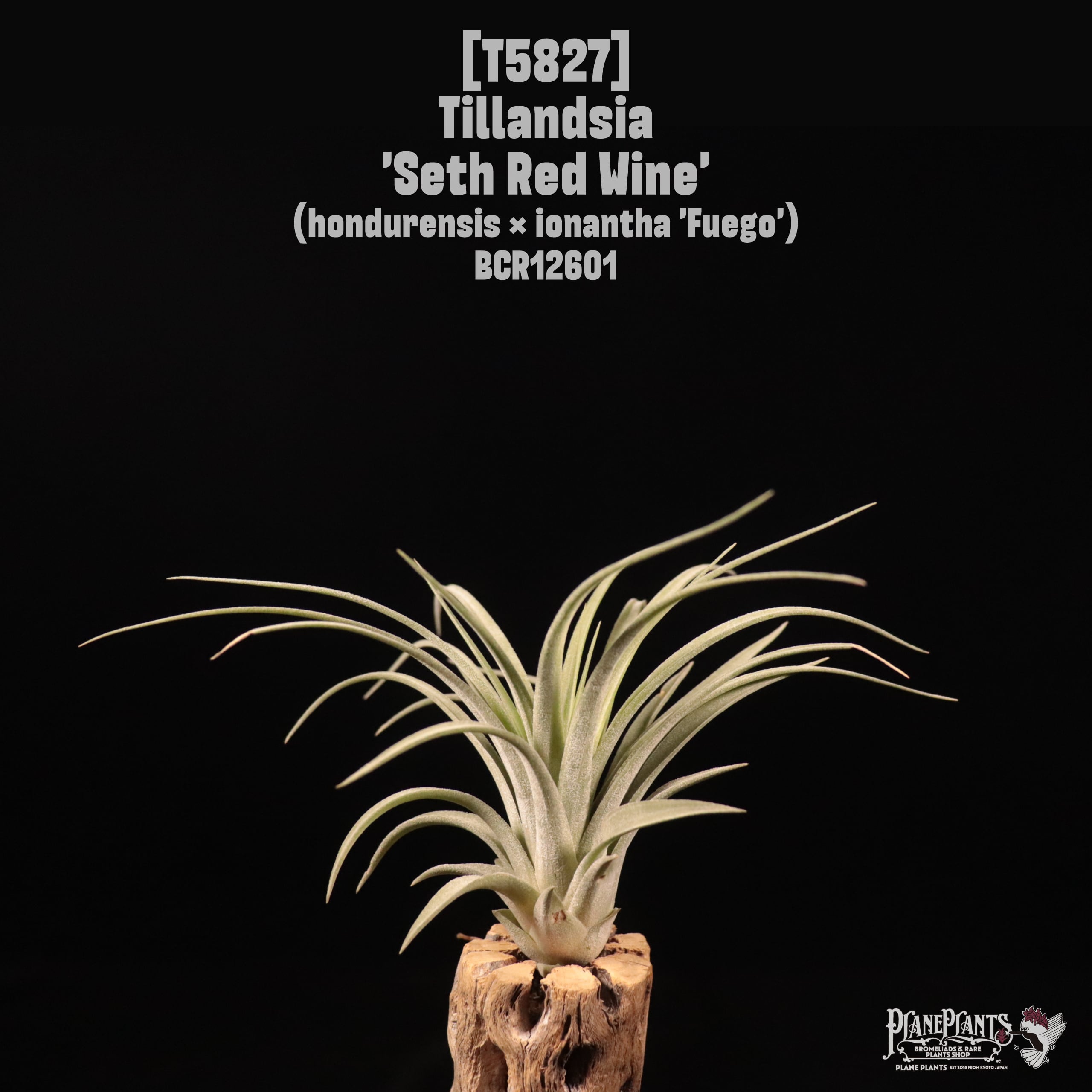 Tillandsia chapeuensis【7/17☆6枚目写真追加】最終値下 Tillandsia 'Seth Red Wine'〔ティランジア〕T5827 | plane plants