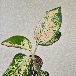 《Aglaonema Chang White》アグラオネマ チャーン ホワイト観葉植物 ／ポット発送