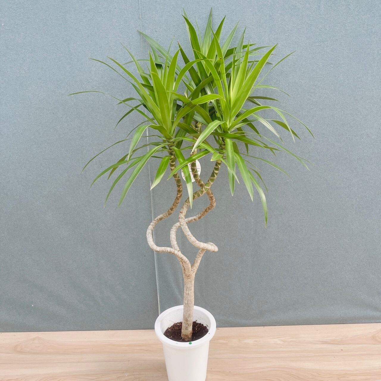 現品］【希少】9番 ドラセナ ナビー 龍 6号 観葉植物 大型 室内 レア
