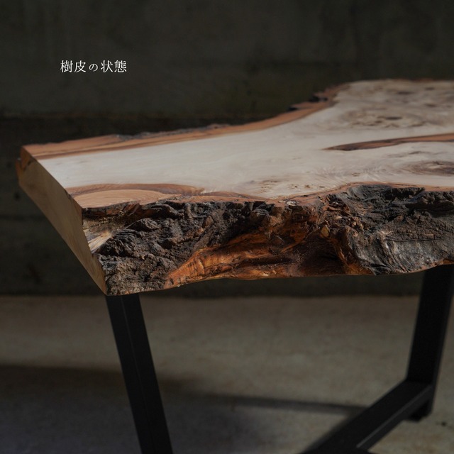 樹皮が野生的なポプラ 一枚板 ローテーブル