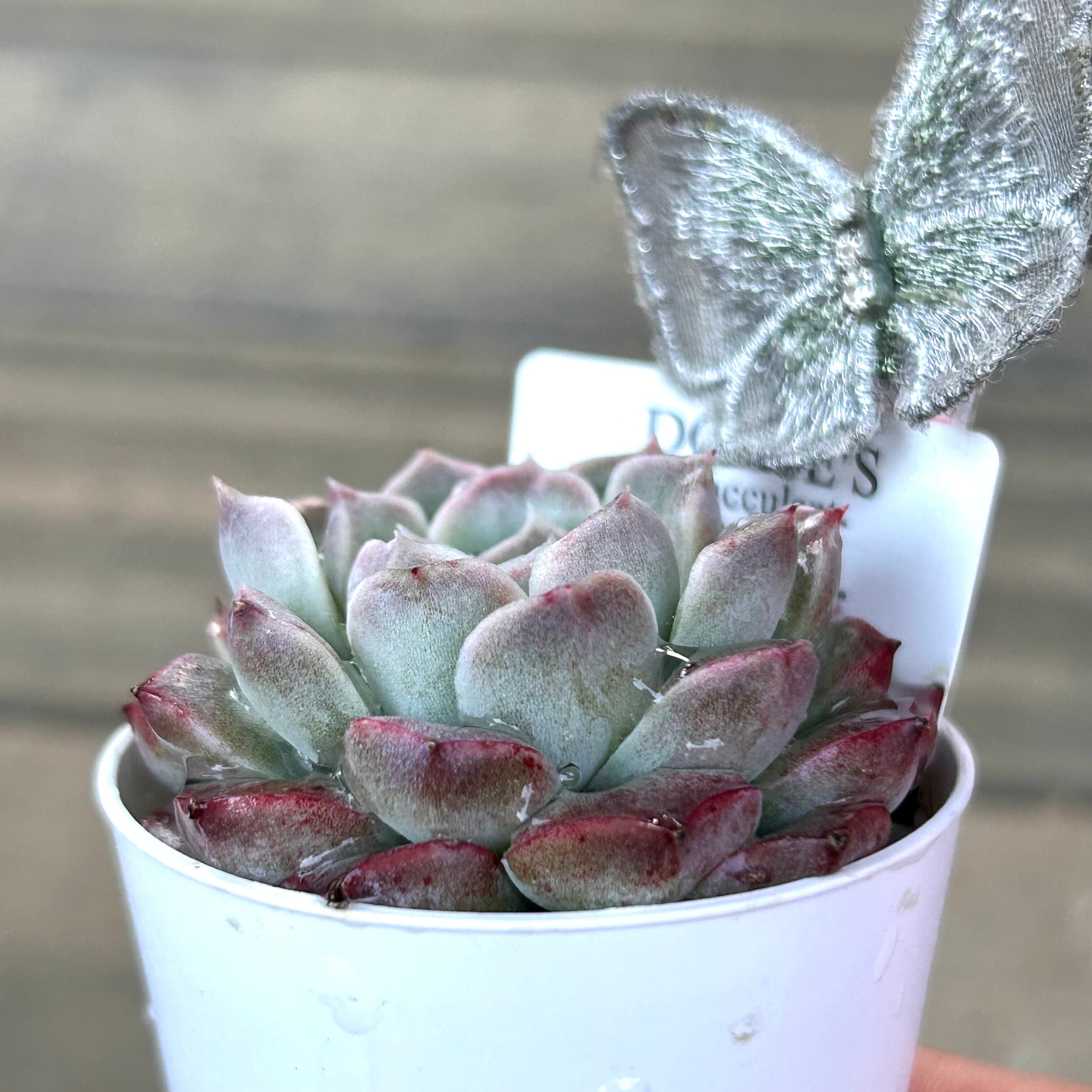 ☆多肉植物 エケベリア 韓国 S405新品種 ヘレナHyb30個 エケベリア