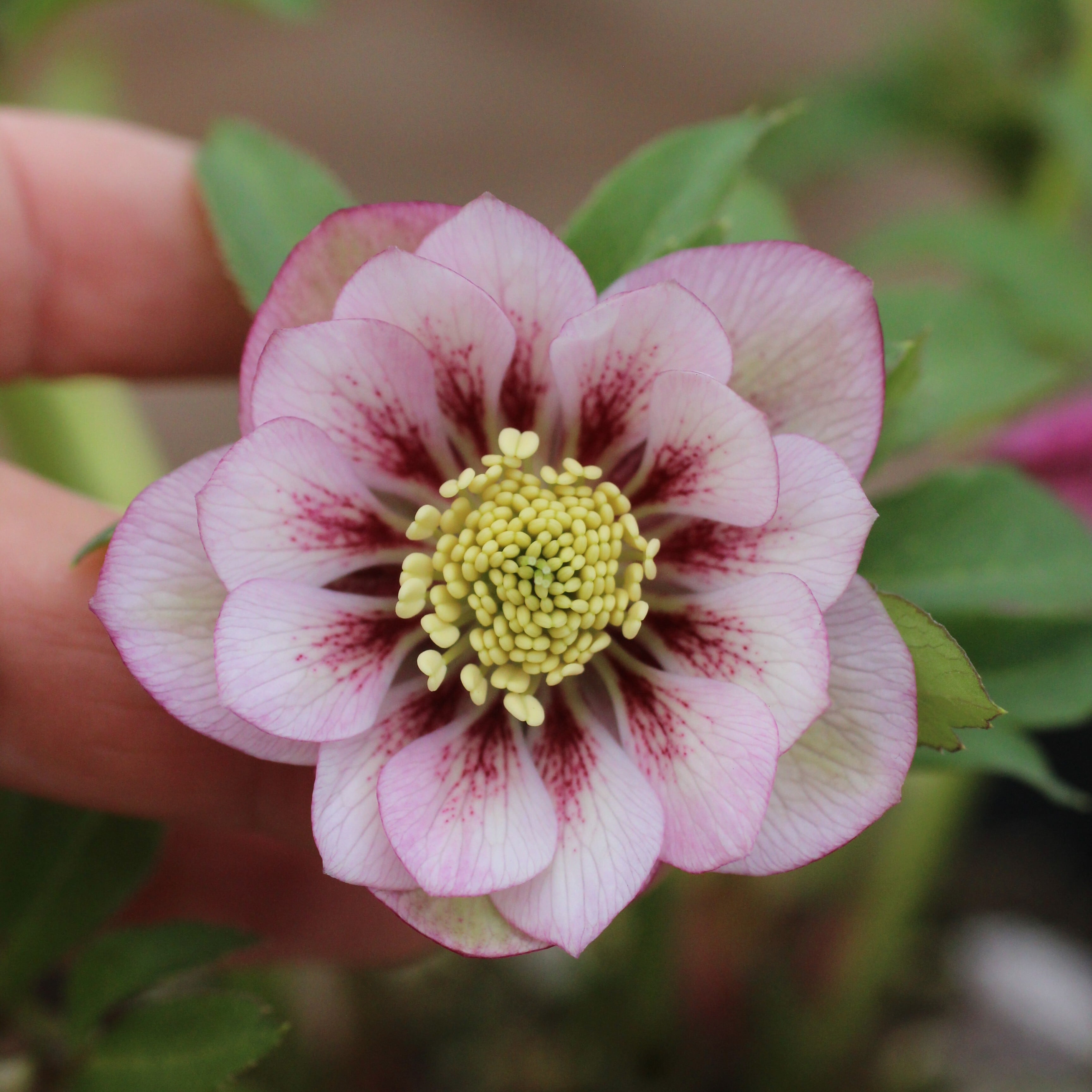 WS26-072 クリスマスローズ ウィンターシンフォニー ピンクフラッシュ