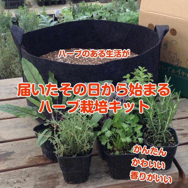 バゲット紹介 おうち時間 ハーブ 苗 セット 栽培キットm 苗4個 黒のフェルトプランター 直径30cm 花苗 苗木 家庭菜園 キット 初心者 かわいい 寄せ植え ハーブティー ハーブガーデン 観葉植物 送料無料 バジル ローズマリー ミント 鉢植え 土 Herb ハーブ苗の バゲット紹介 おうち時間 ハーブ 苗 セット 栽培キットm 苗4個 黒のフェルトプランター 直径30cm 花苗 苗木 家庭菜園 キット 初心者 かわいい 寄せ植え ハーブティー ハーブガーデン 観葉植物 送料無料 バジル ローズマリー ミント 鉢植え 土 Herb ハーブ苗の