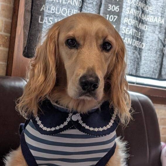 セーラーカラー お名前刺繍入り 可愛いセーラー服型スタイ 犬用付け襟