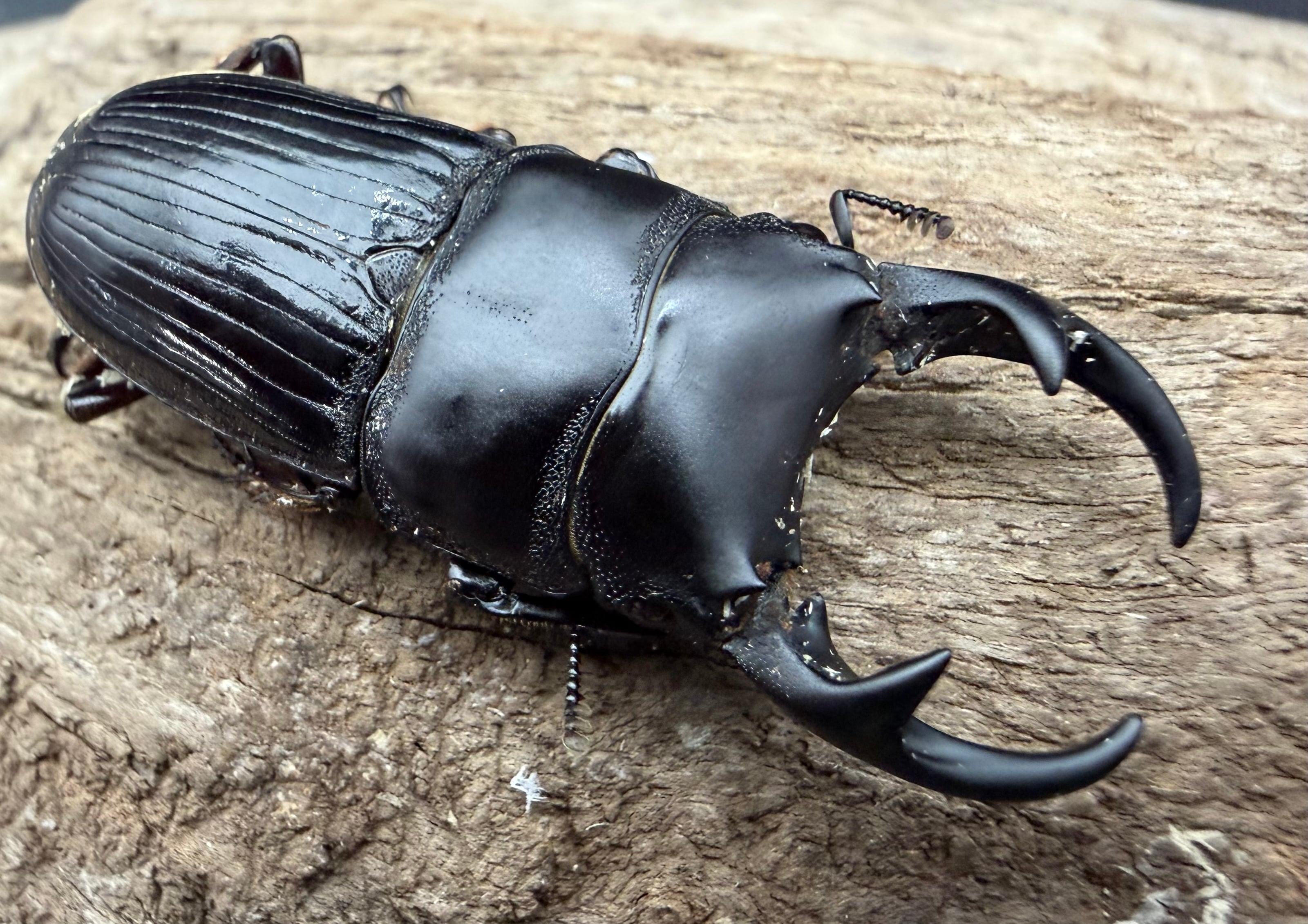 WD】《パラレルスネブトクワガタ 46mm ペア》 | KPW公式オンラインショップ