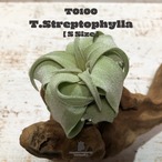 【request】ストレプトフィラS〔エアプランツ〕現品発送T0100