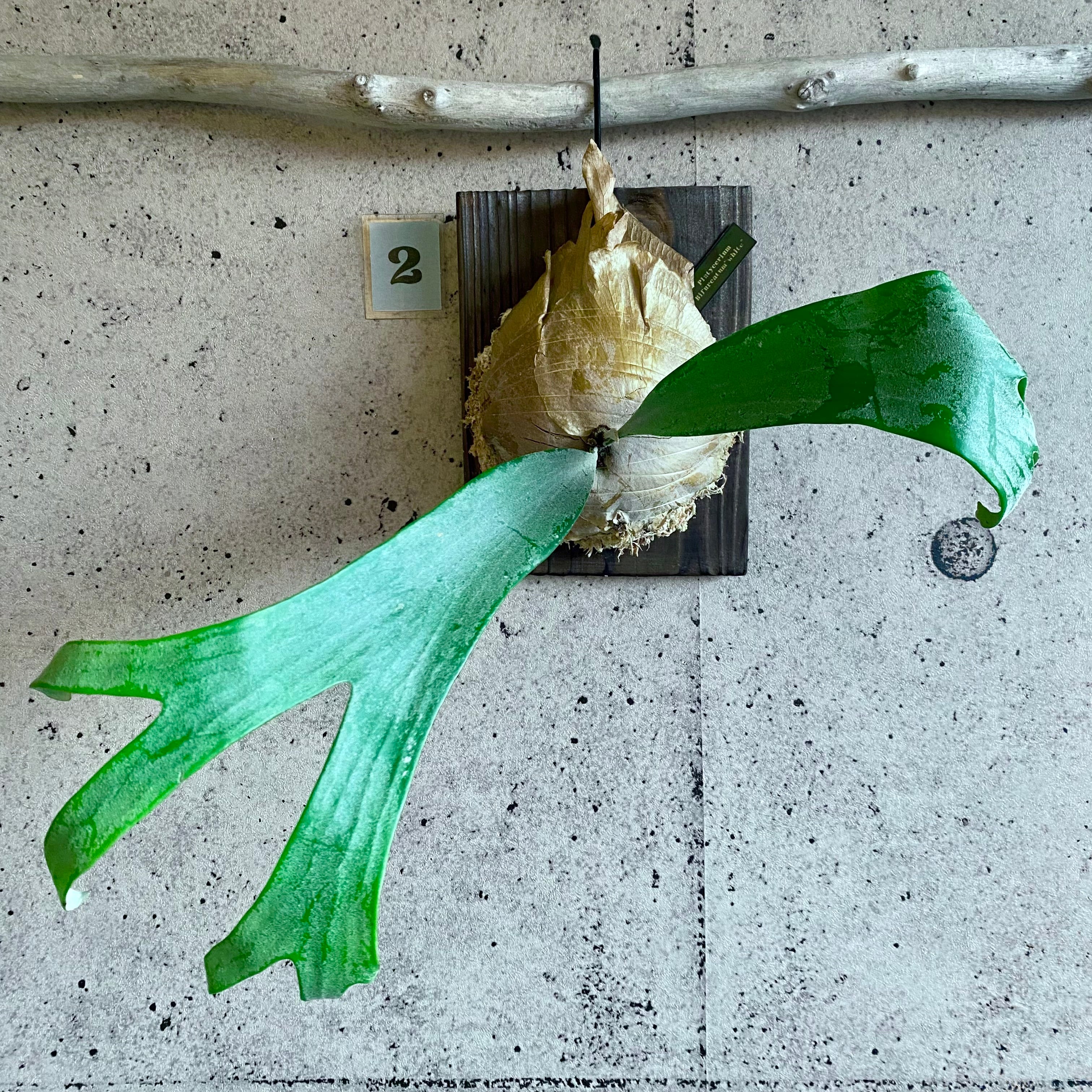 ビカクシダ『白ビフ』E-1 板付け 1株 | Planet Plants ビカクシダ『白ビフ』E-1 板付け 1株 | Planet Plants