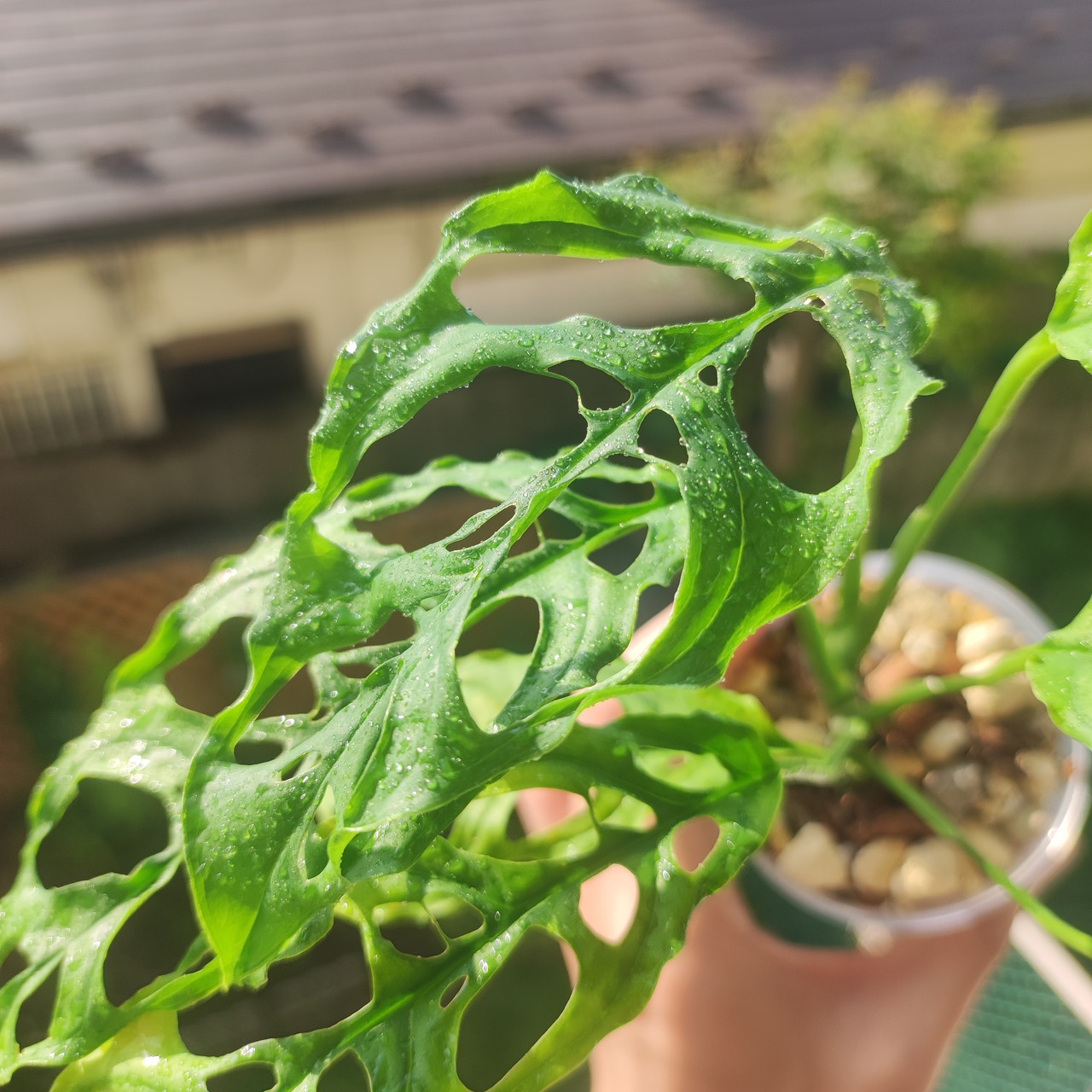 【実生】モンステラ オブリクア ペルー / Monstera Obliqua Peru⑪