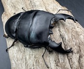 【WD】《アルキデスヒラタ アチェ産 87mm 胸幅36.1mm  ペア》