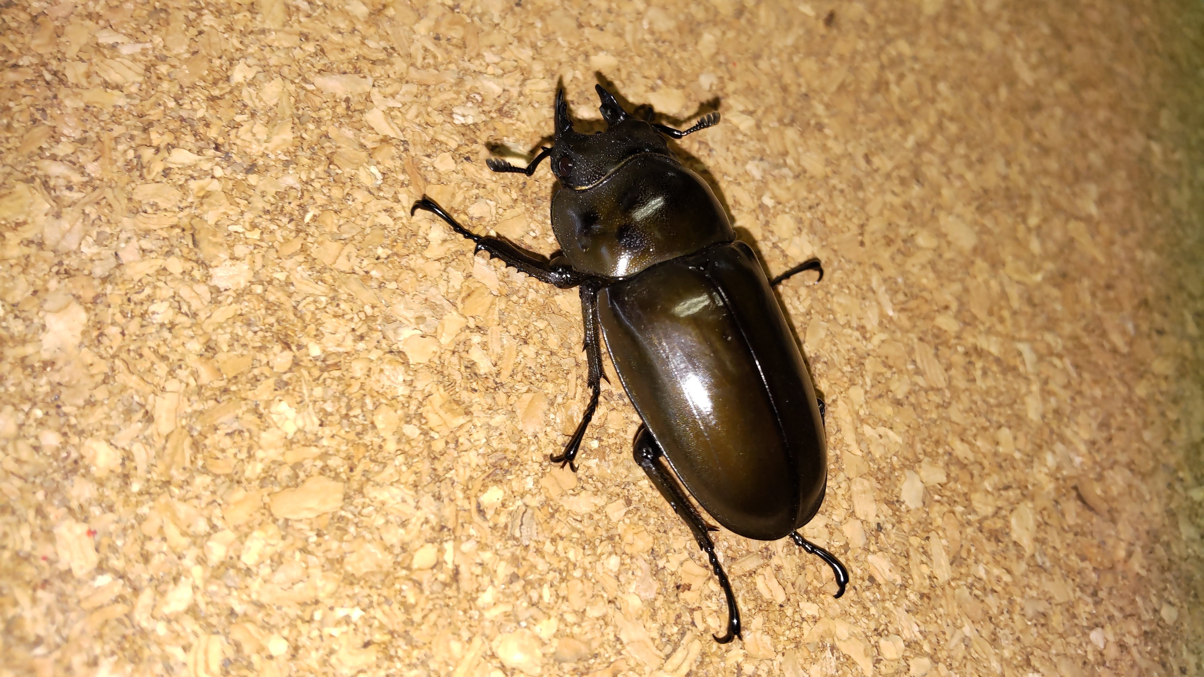 ババオウゴンオニクワガタ トリオ ♂2匹 ♀1匹 成虫 【公式通販】