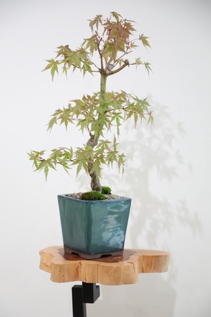 【M】モミジ 盆栽 樹齢15年/Japanese maple bonsai