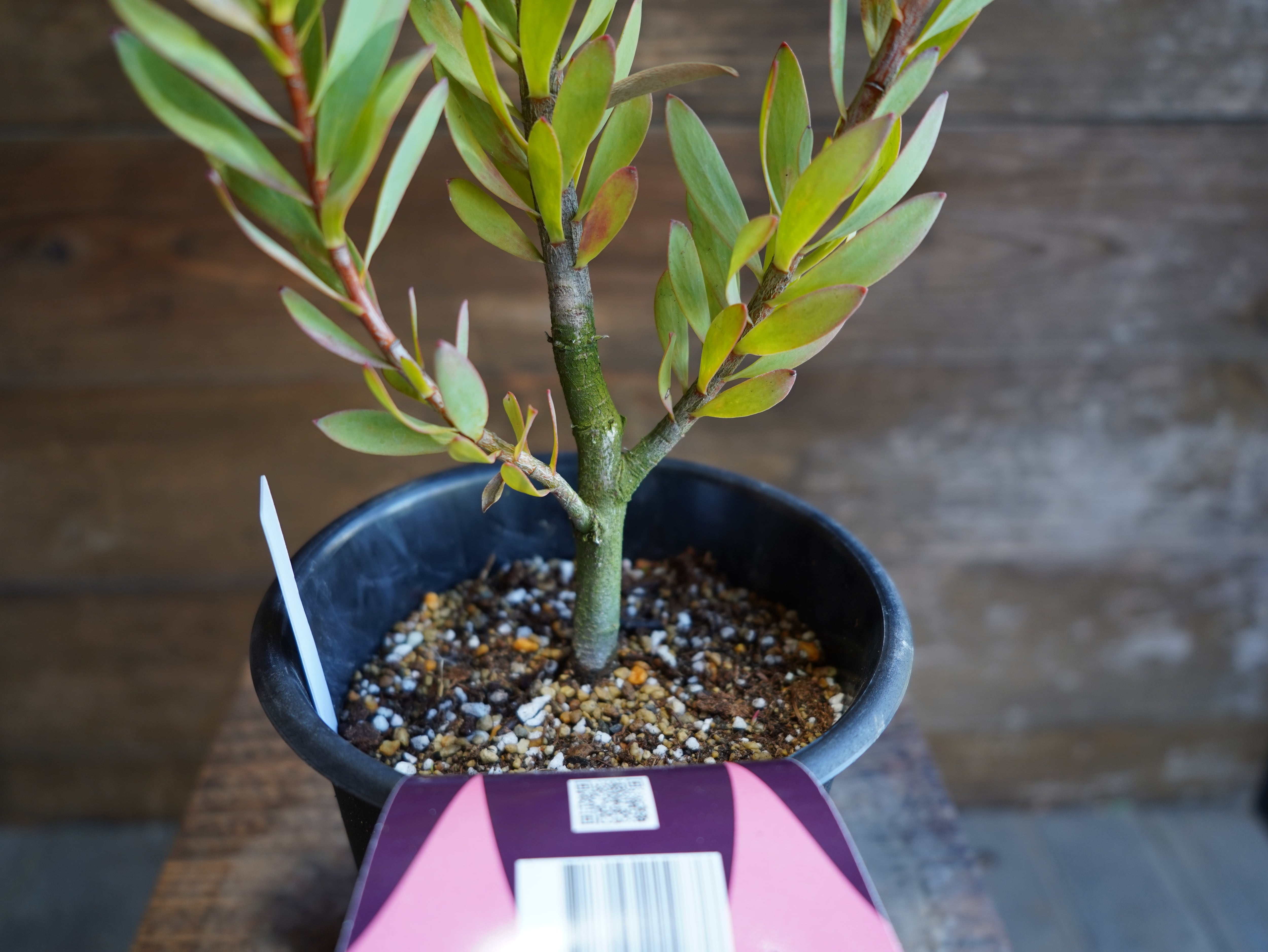 【現物】リューカデンドロン　”Summer　Frame”　