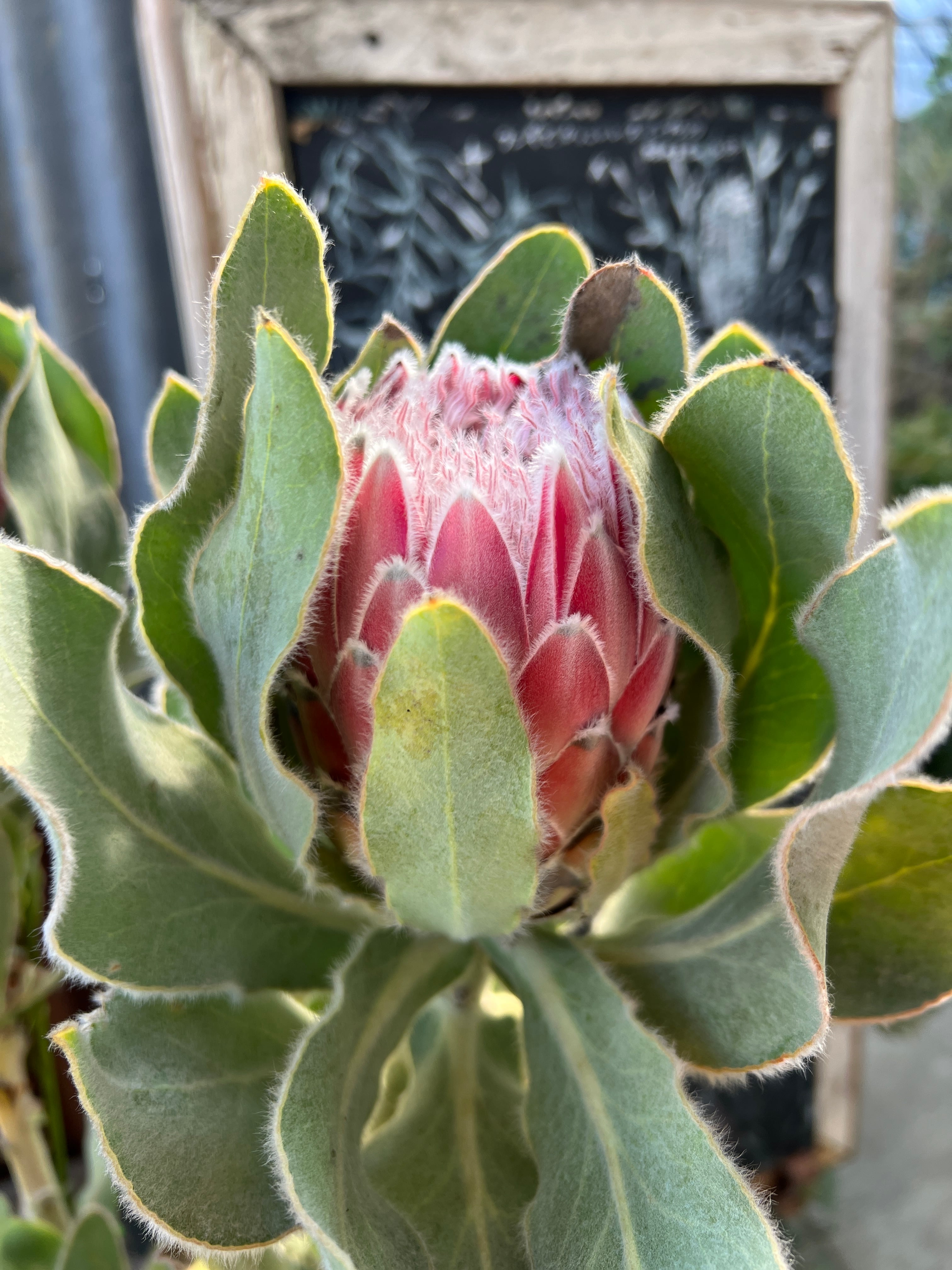 プロテア ピンクプリンセス① （4F） | 沼ノ上農園