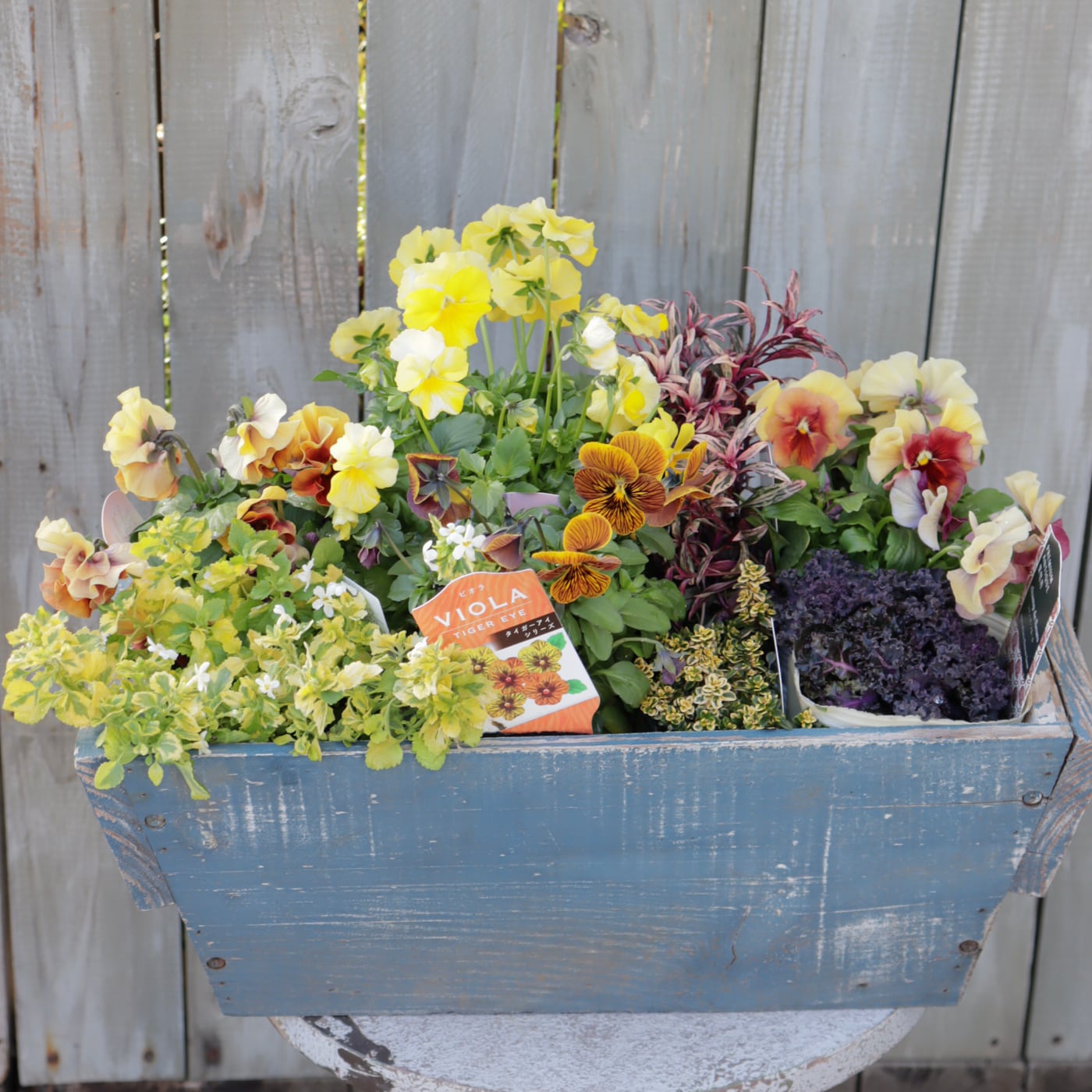 寄せ植え｜ギャザリング｜苗セット | Green heartꕥオンラインショップ