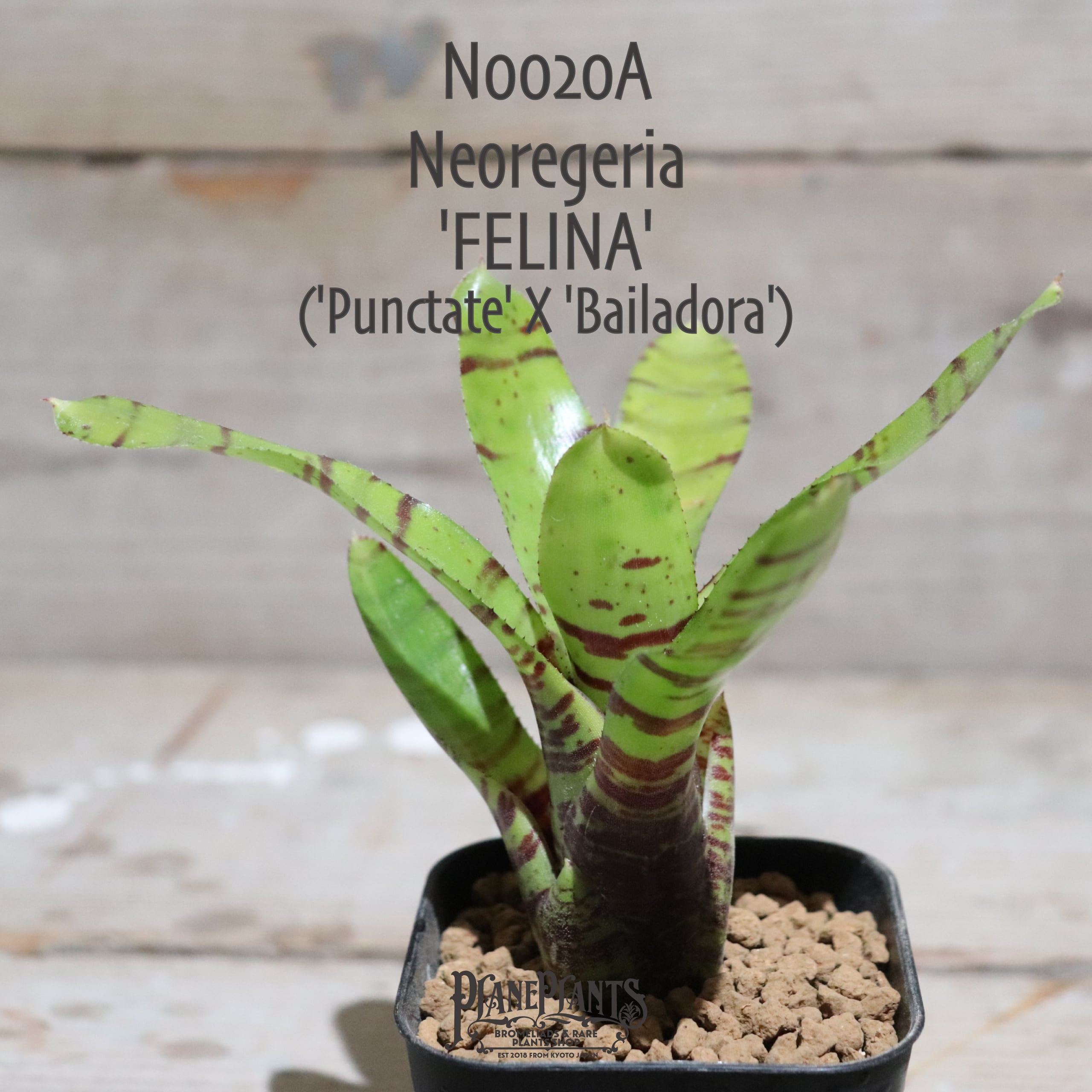 送料無料】Neoregelia 'FELINA'〔ネオレゲリア〕現品発送N0020A
