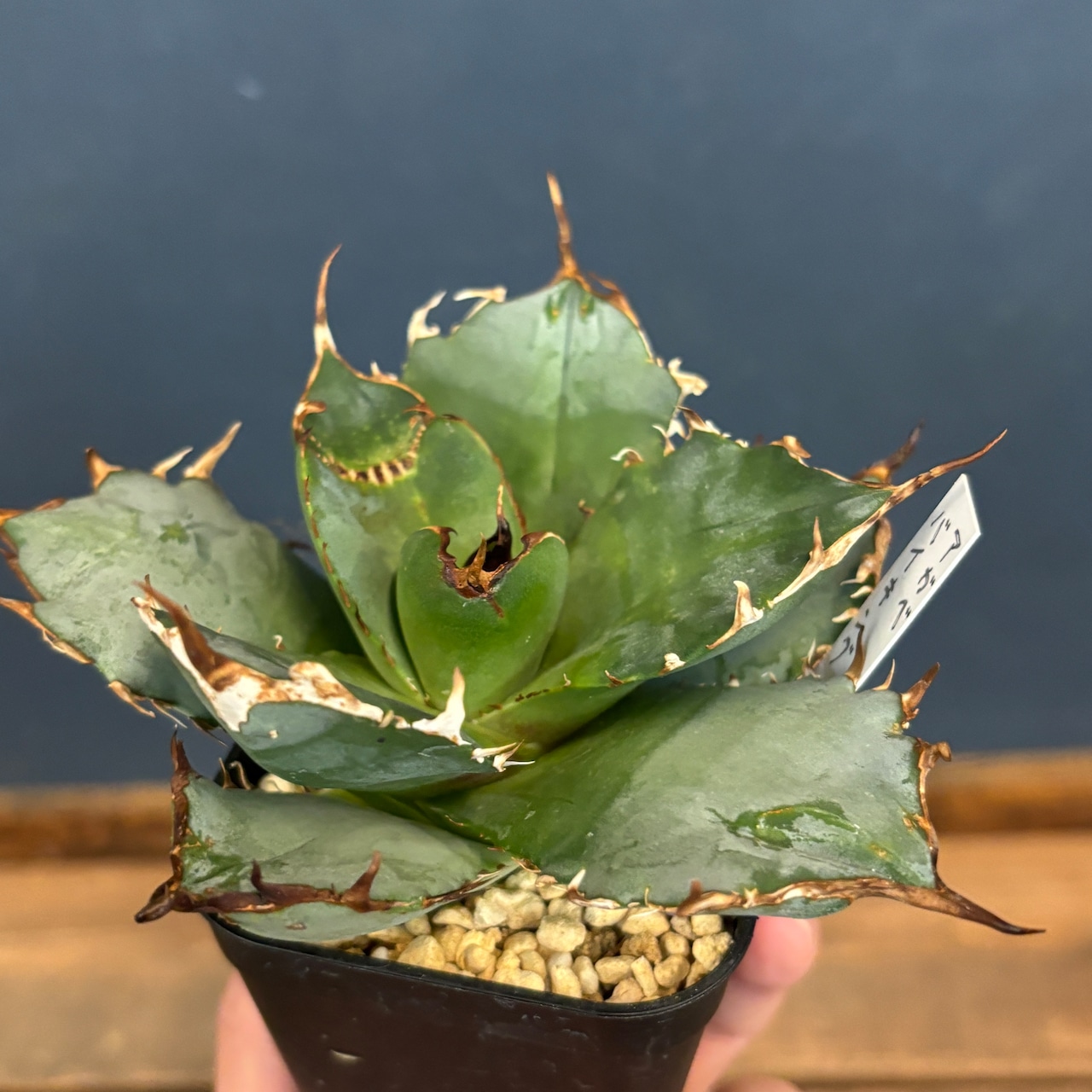 アガベ チタノタ バイキング【591】