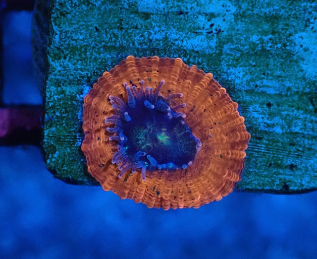 Trachyphyllia Baby