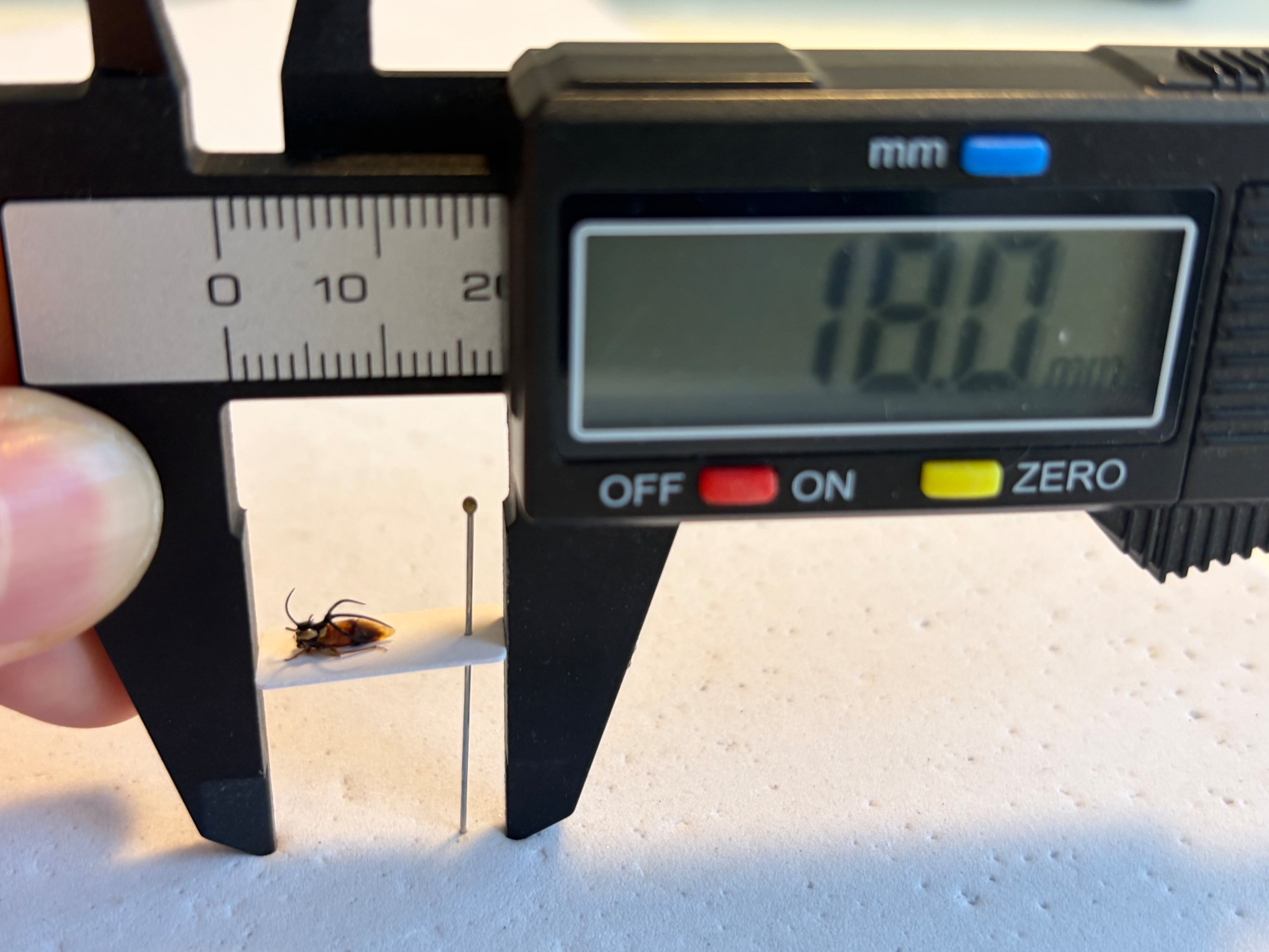 7mm】三又の角がかっこいいアリカツギツノゼミの一種 標本 角蝉セミ