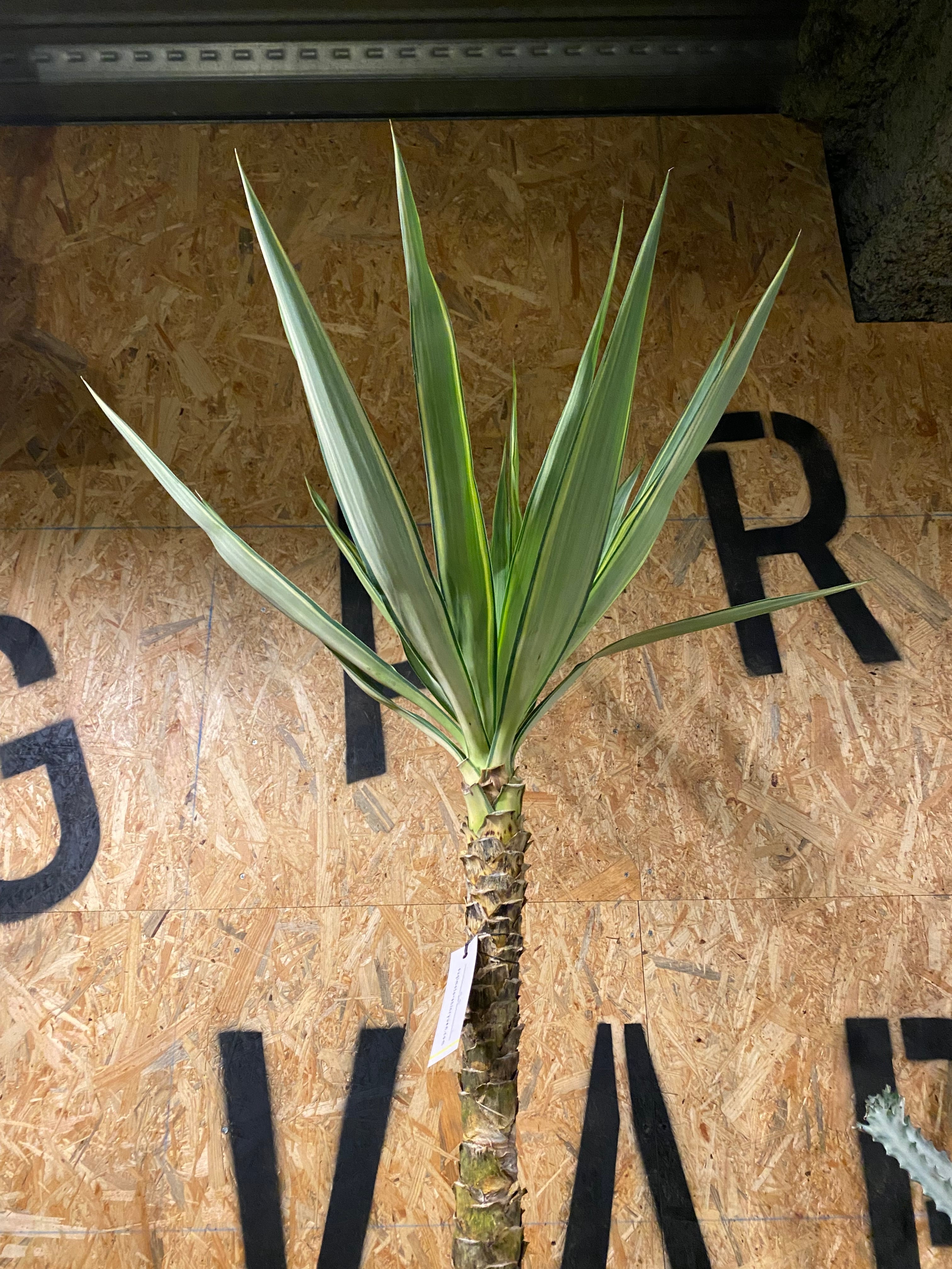 ユッカ様 ユッカ ”エレファンティペス” 斑入り 8号 H155cm W50cm 口径24cm