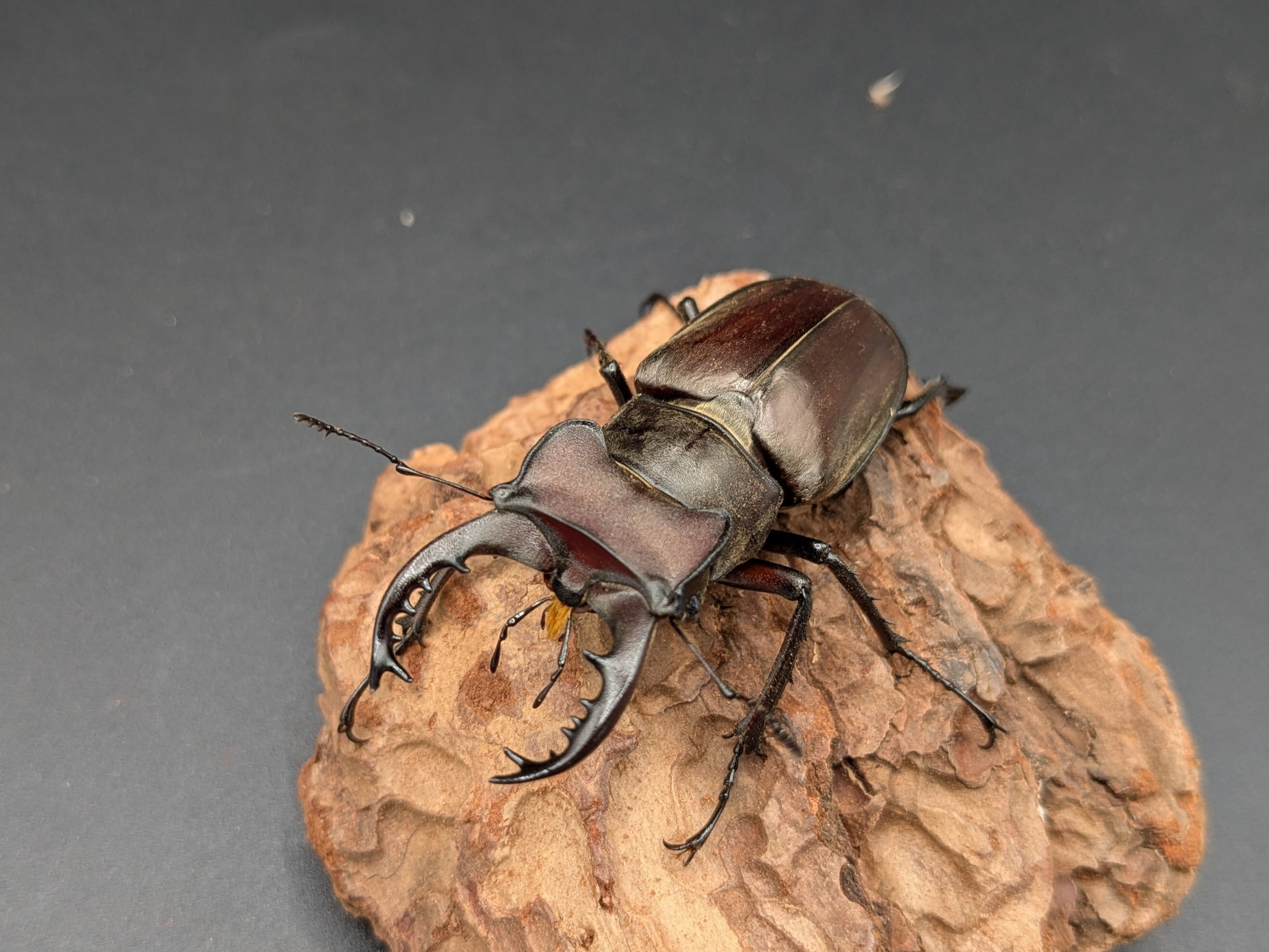 クワガタムシ | クワガタムシ・カブトムシ専門ショップ CIEL