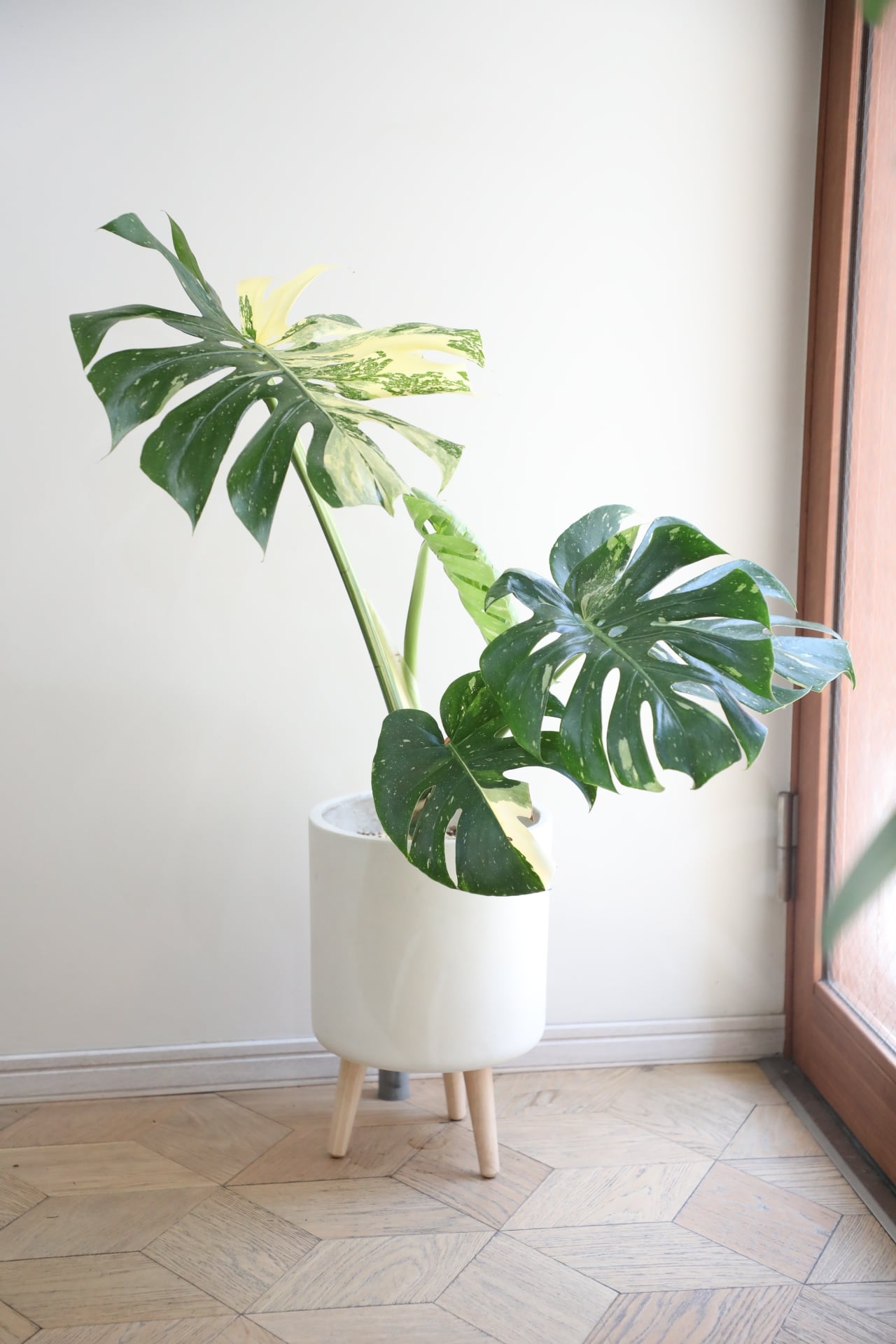 L】モンステラ タイコンステレーション/Monstera deliciosa | 【厳選