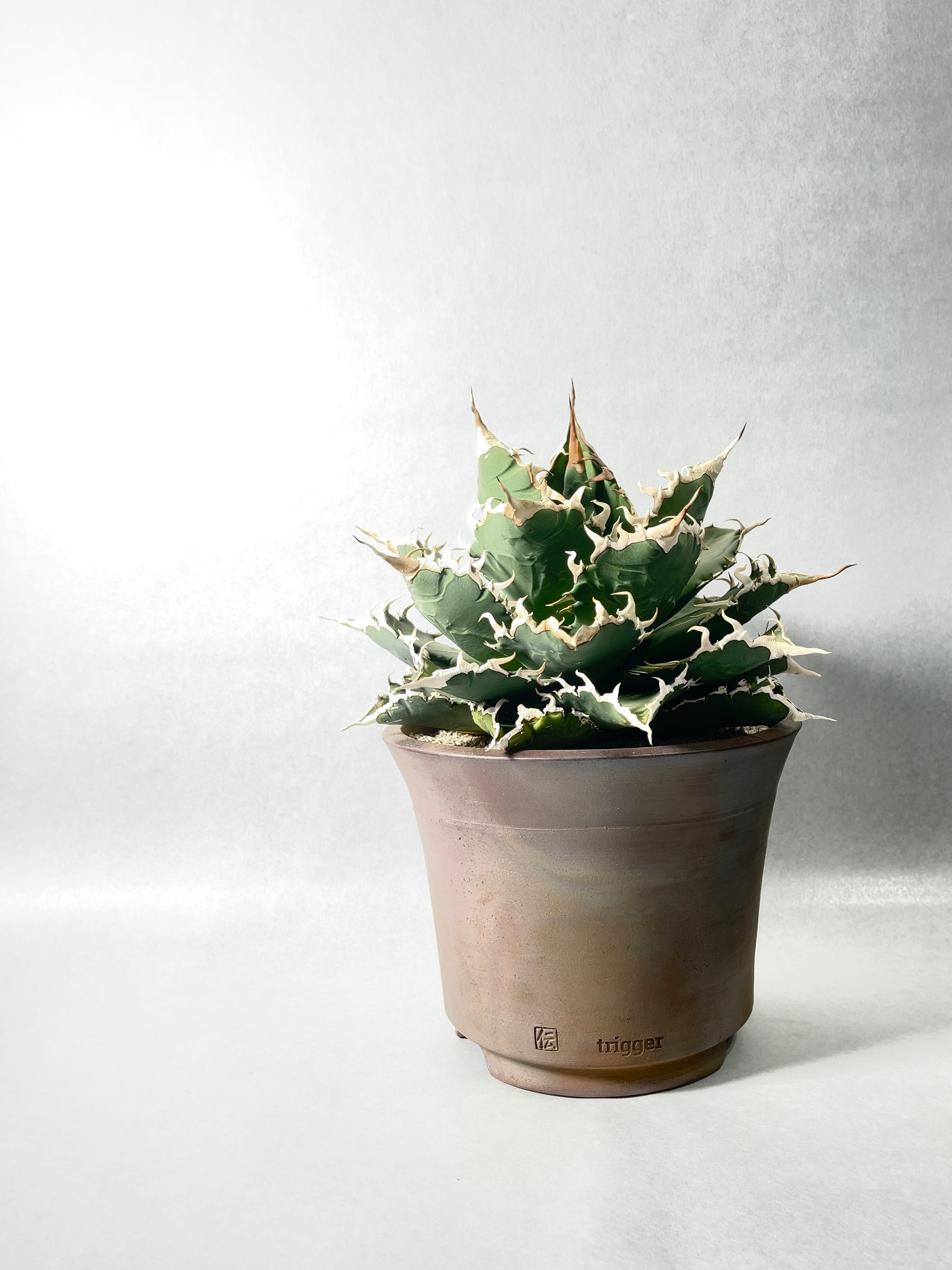 アガベ・ソーラーエクリプス | trigger