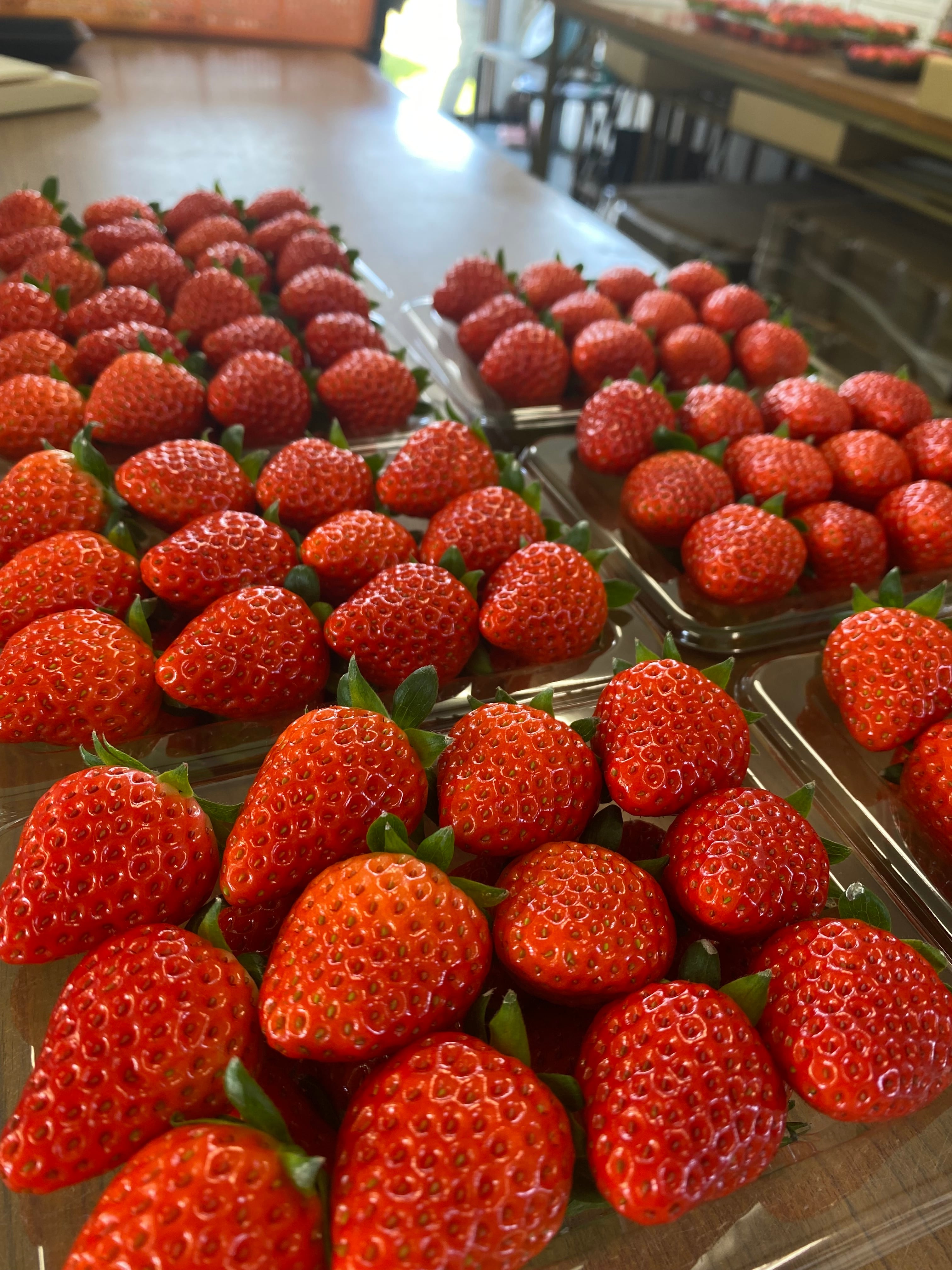 選べる♪】採れたて完熟いちご | 農業生産法人ヤマセン