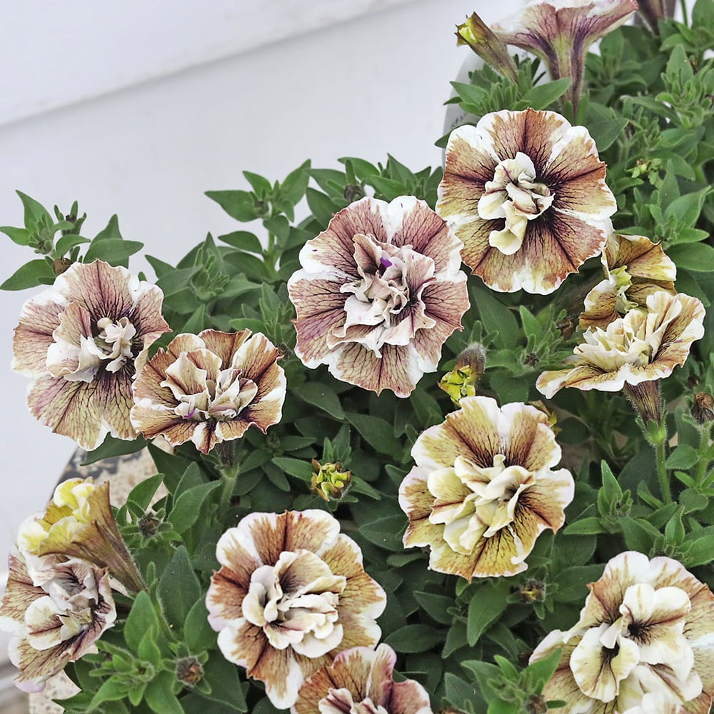 値下げセール 花苗 八重咲き ペチュニア ジュリエット モダンホワイト