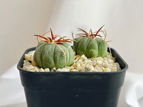 Echinocactus moelleri　エキノカクタス　尖紅丸　サボテン