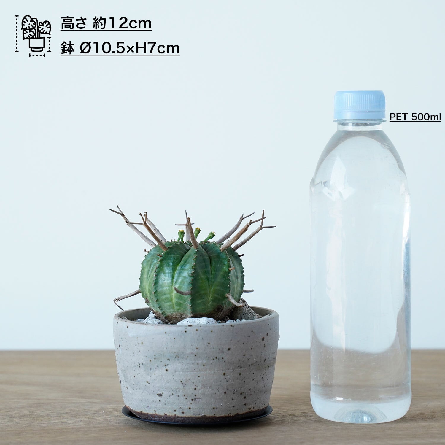 ユーフォルビア スーパーバリダ | AYANAS（アヤナス）｜観葉植物の