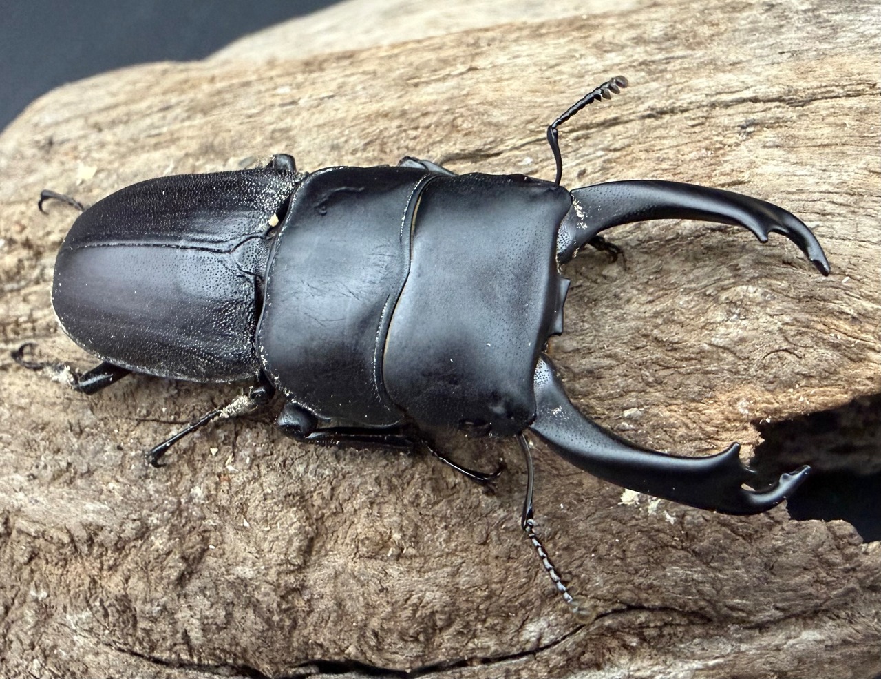 【WD】《ハンステインヒラタ亜種prosti 52mm ペア》