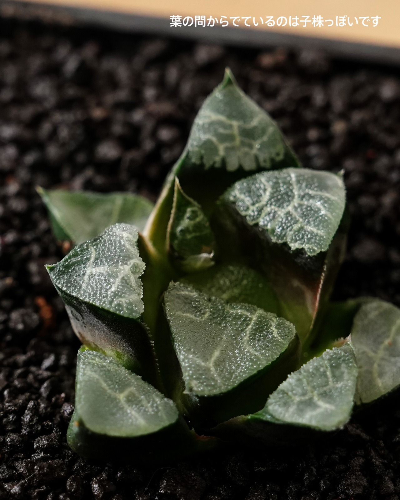 抜き苗 ハオルチア ベイエリー 長期養生苗 Haworthia bayeri