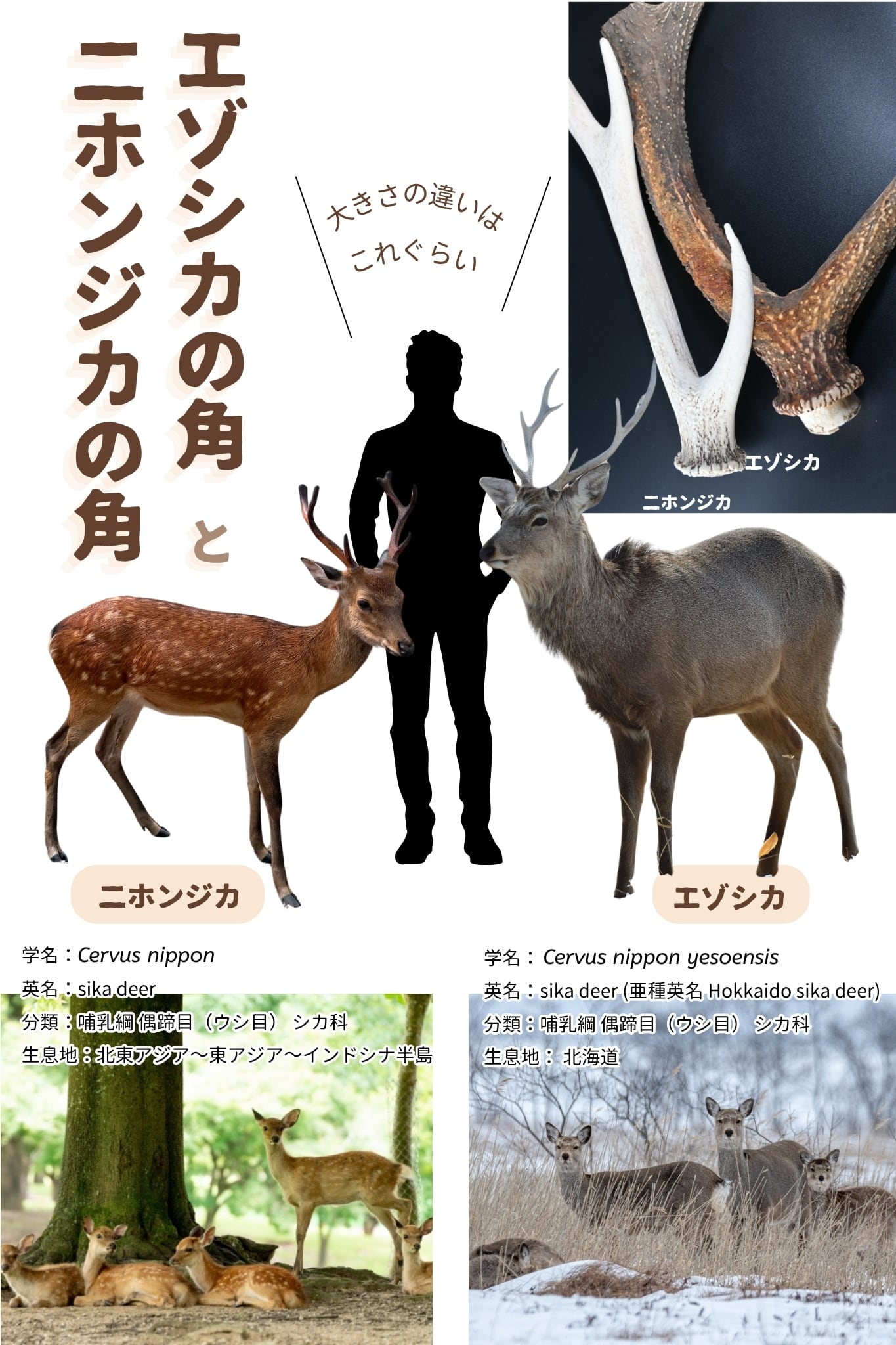 エゾシカの角を使用したネックレス | 獣骨と俺 BONE&WOOD RESIN ウッド