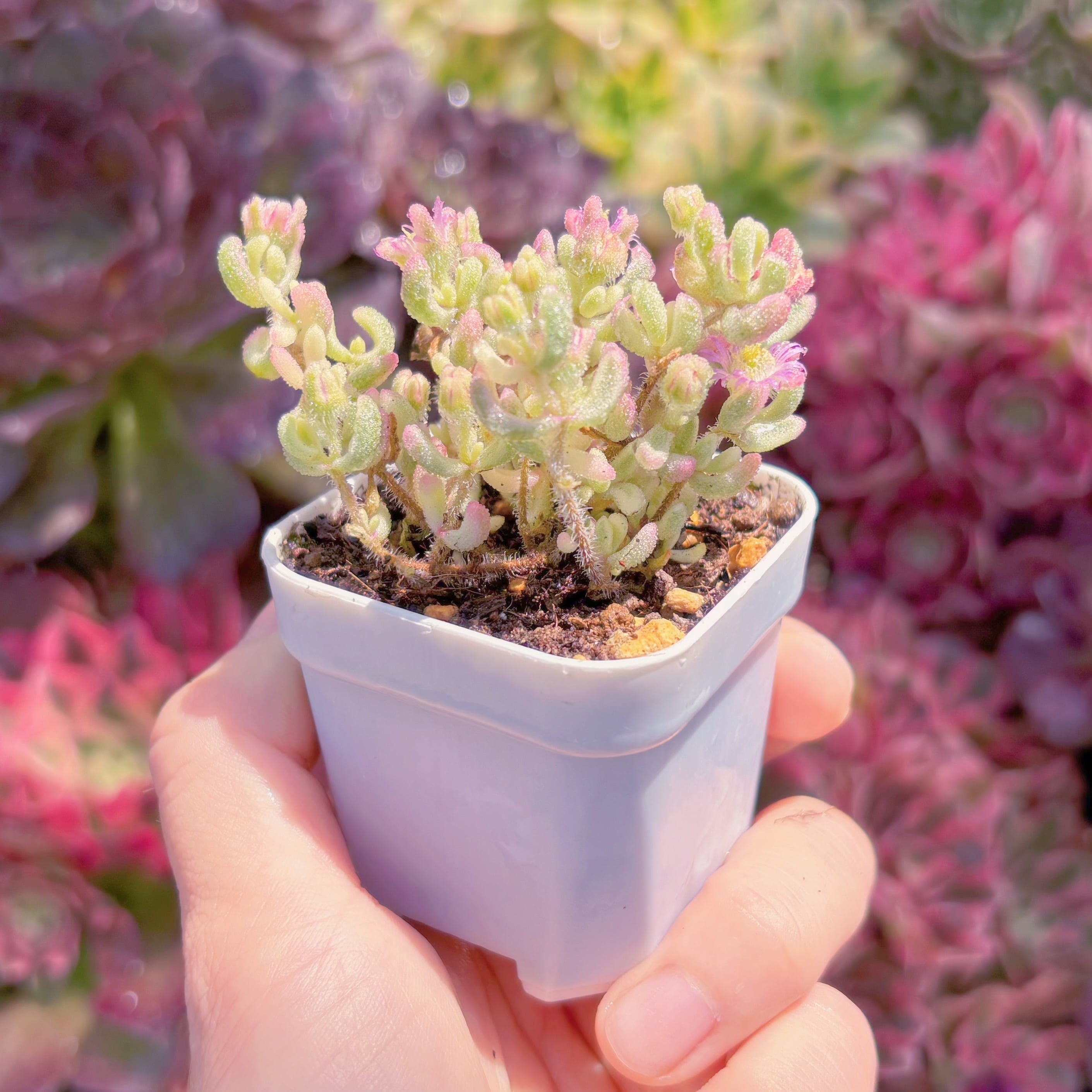 多肉植物 人気商品 ドロサンテマム レッドダイヤモンド錦 新入荷 るる