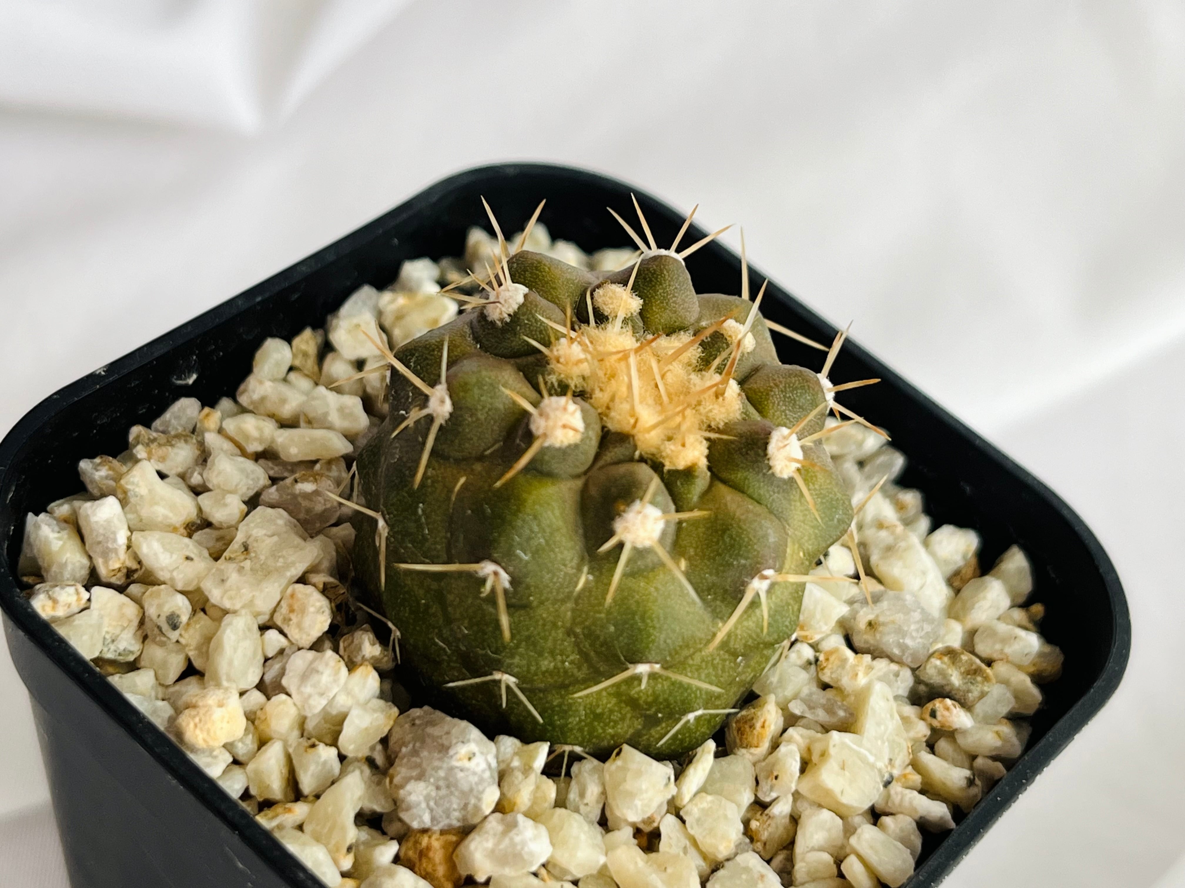 Copiapoa cinerea var. columna-alba コピアポア コルムナアルバ 孤竜