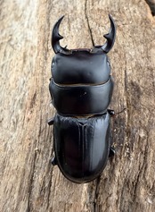 【WF1】《カツラオオクワガタ ssp. 四川省産 39mm A'品ペア》