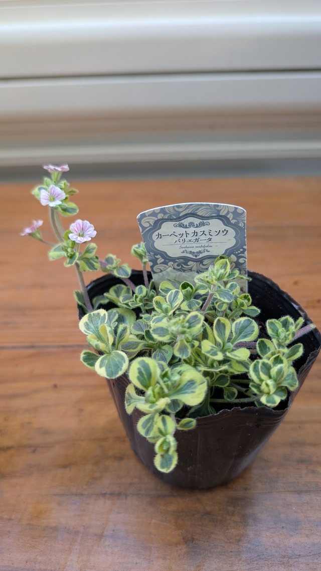 斑入りセラスチオイデス 『カーペットかすみ草』 バリエガータ　3号ポット　1苗