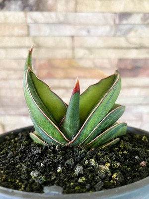 Sansevieria rorida variegated mutant 【artPLANTs】 サンスベリア/サンセベリア