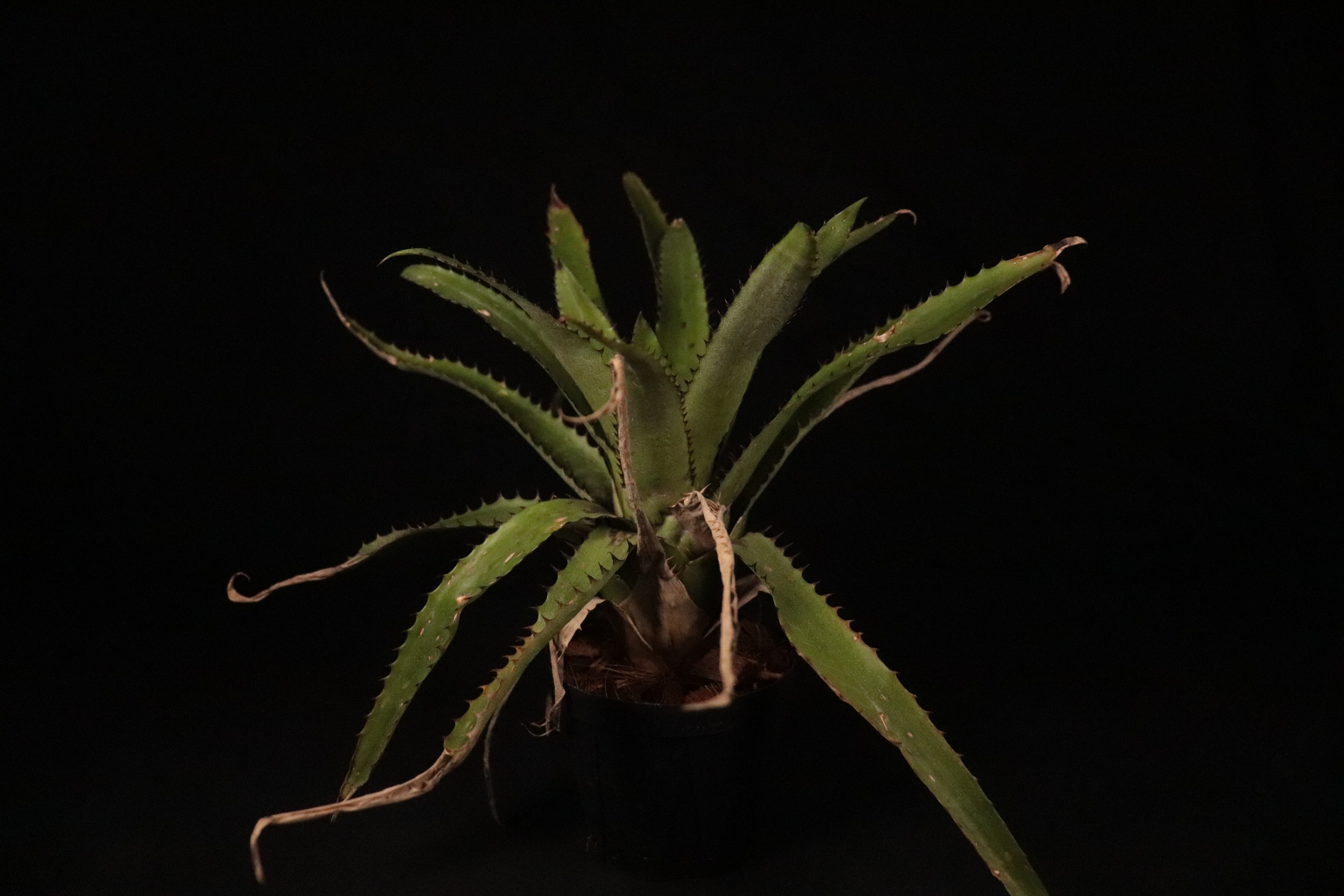 送料無料】Canistrum triangulare Hawaii form (Spiny form