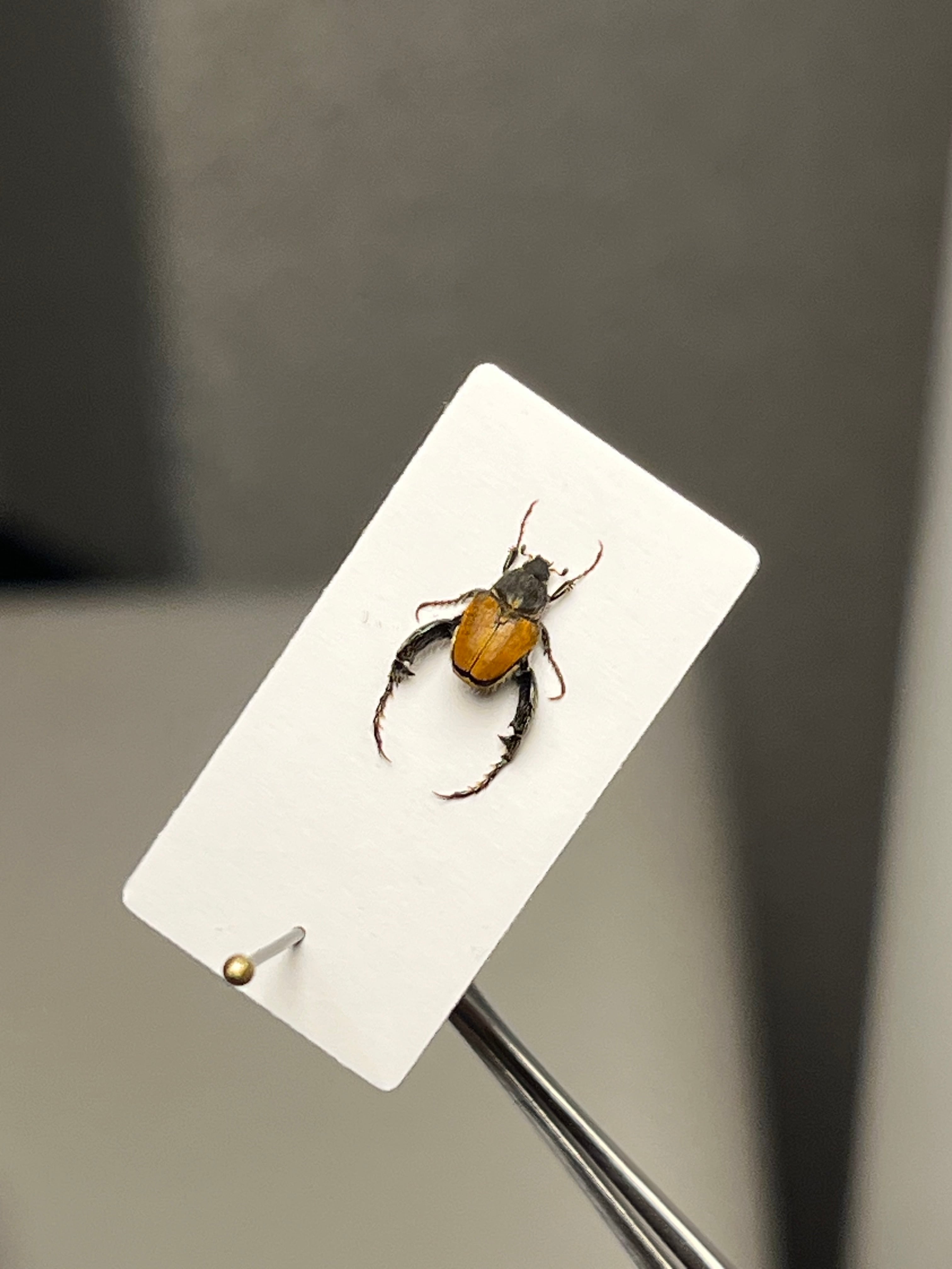 4mm】山吹色の体色が美しい南アフリカのアシナガコガネ 標本 プラチナ
