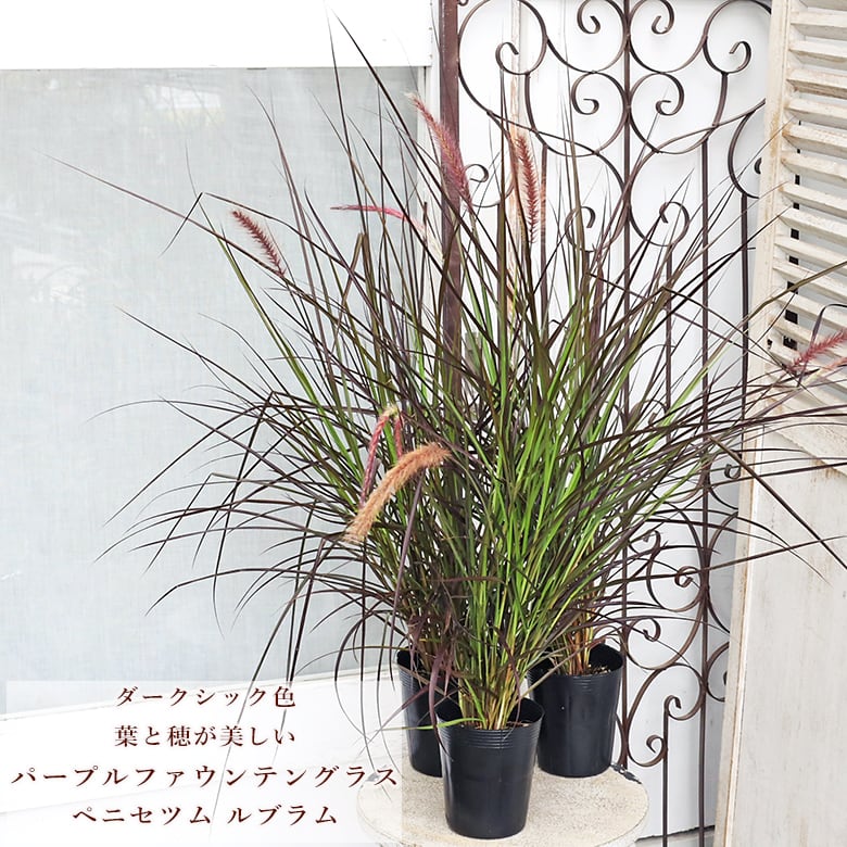 多肉植物 エボニー黒檀 厳選 大苗 韓国苗 美苗 # | PAY ID