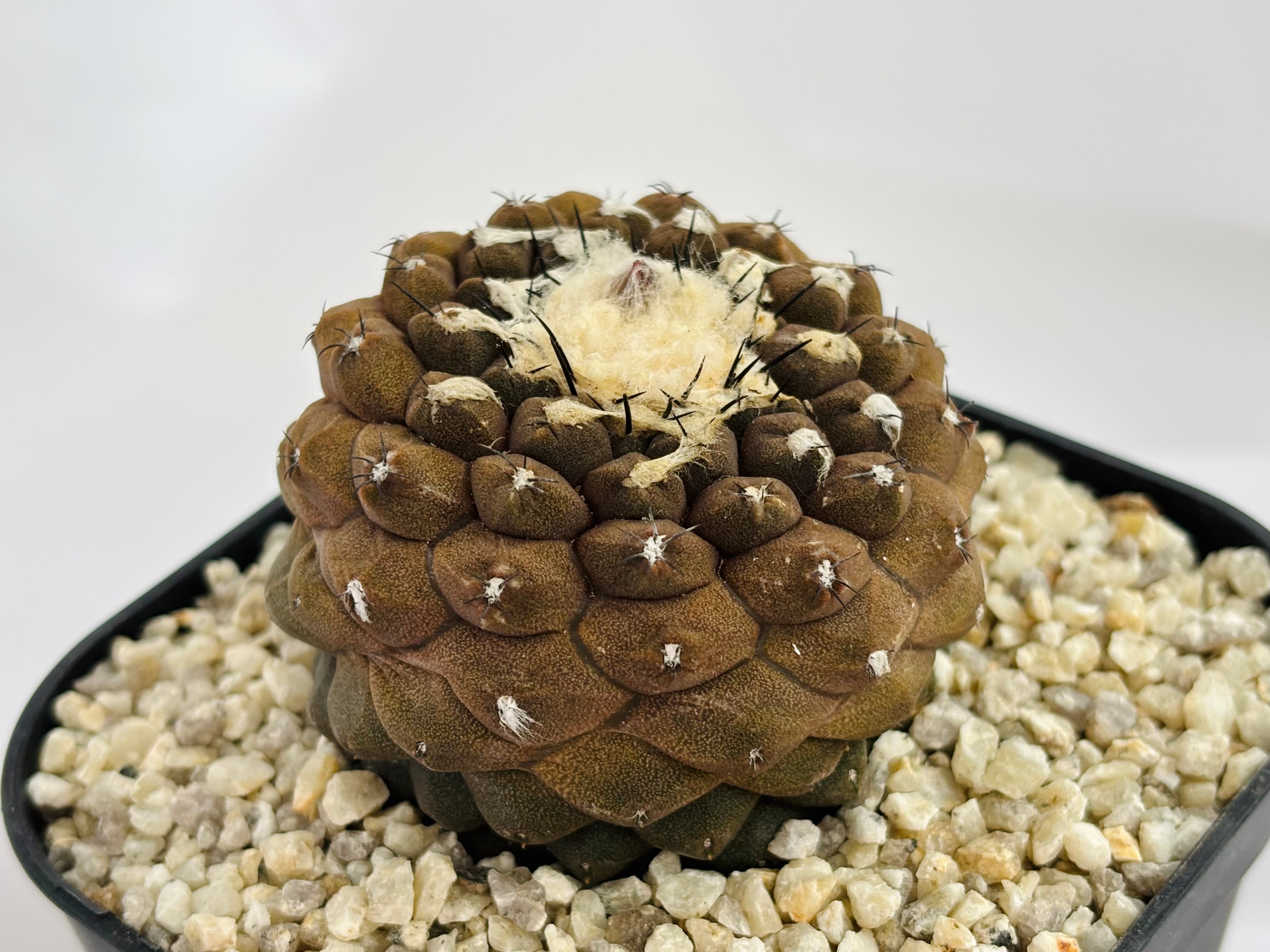 Copiapoa hypogaea コピアポア ヒポガエア サボテン | plants MARU