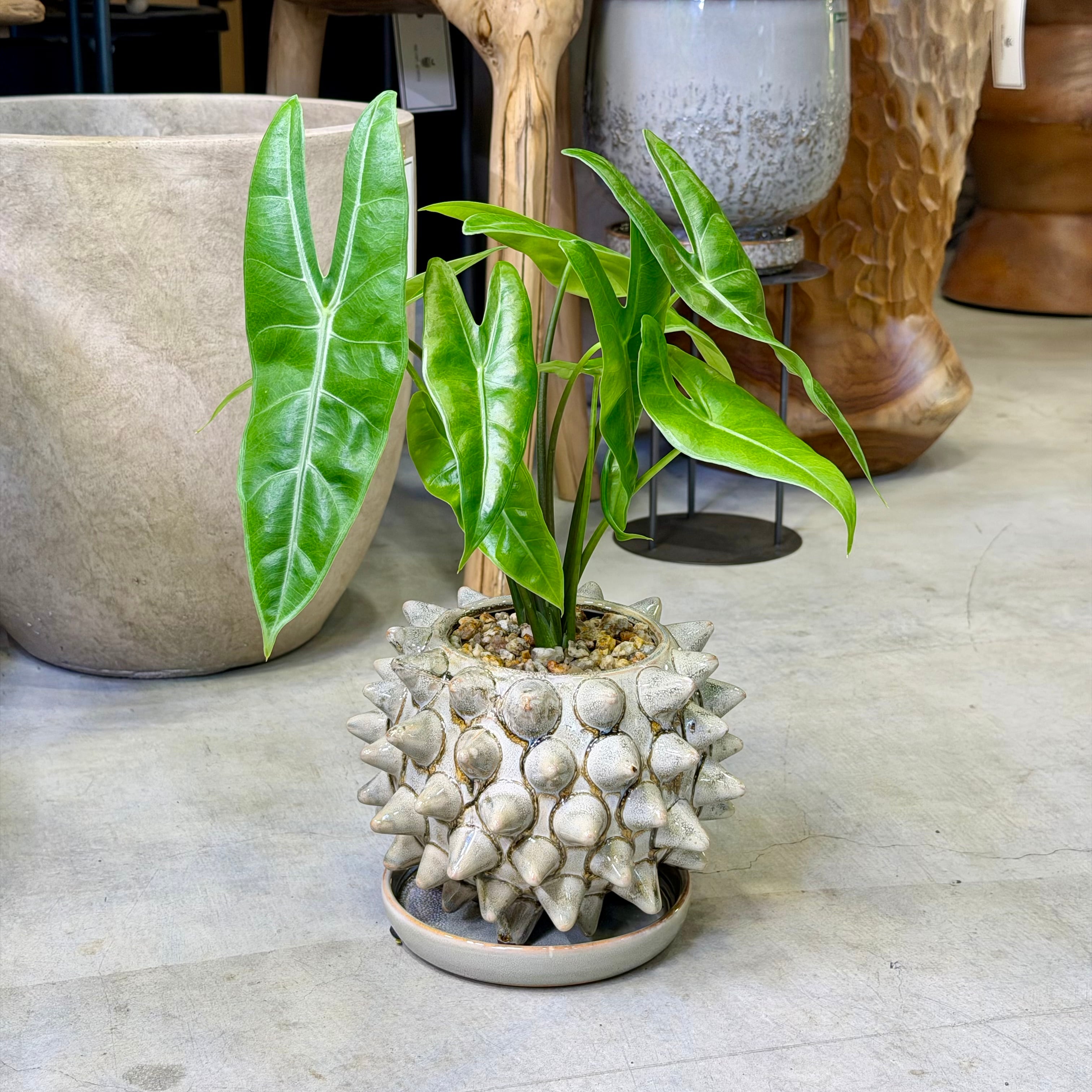 アロカシア・マハラニ | barrelplants_BONSAI