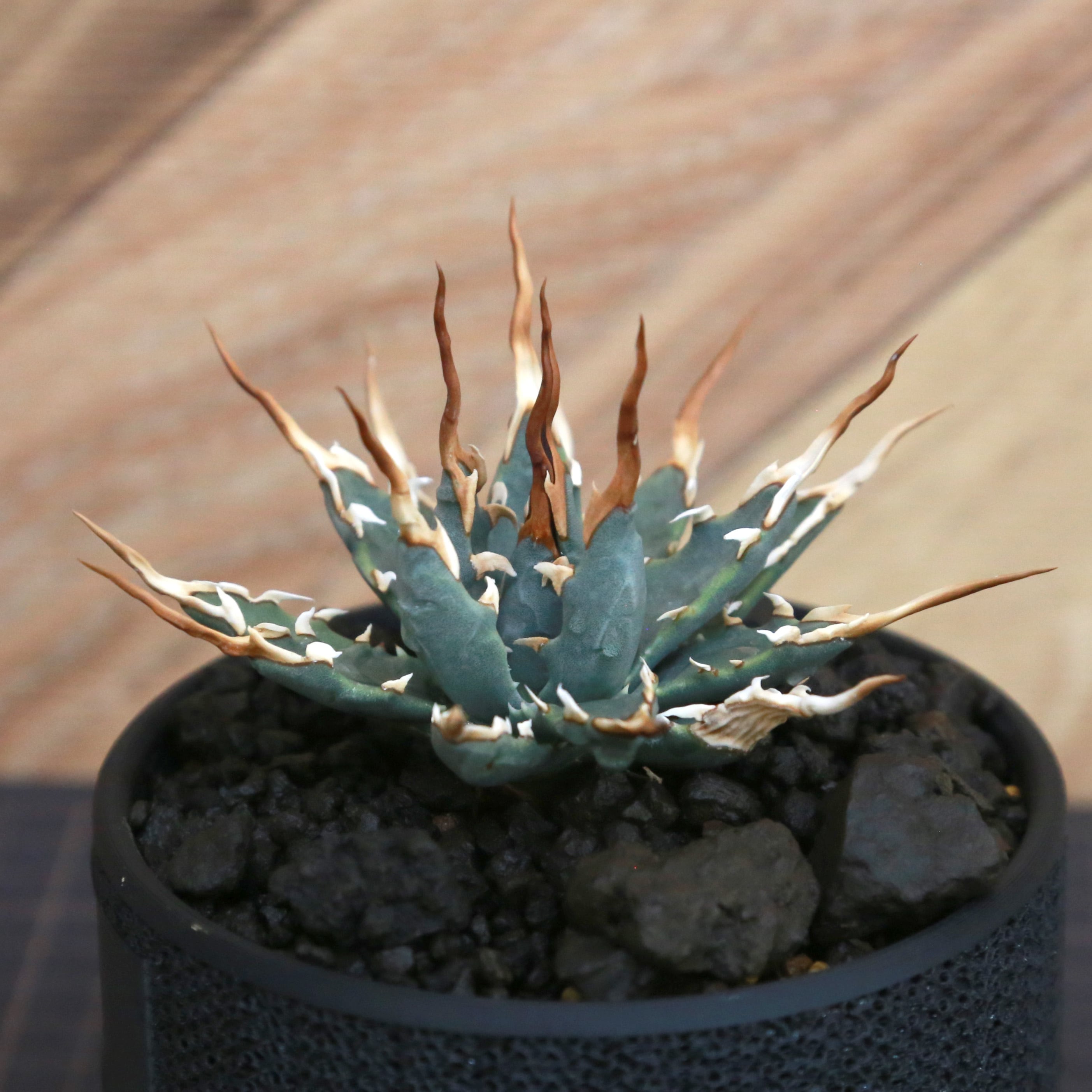 Agave utahensis eborispina アガベ エボリスピナ（実生3年・陽炎・短